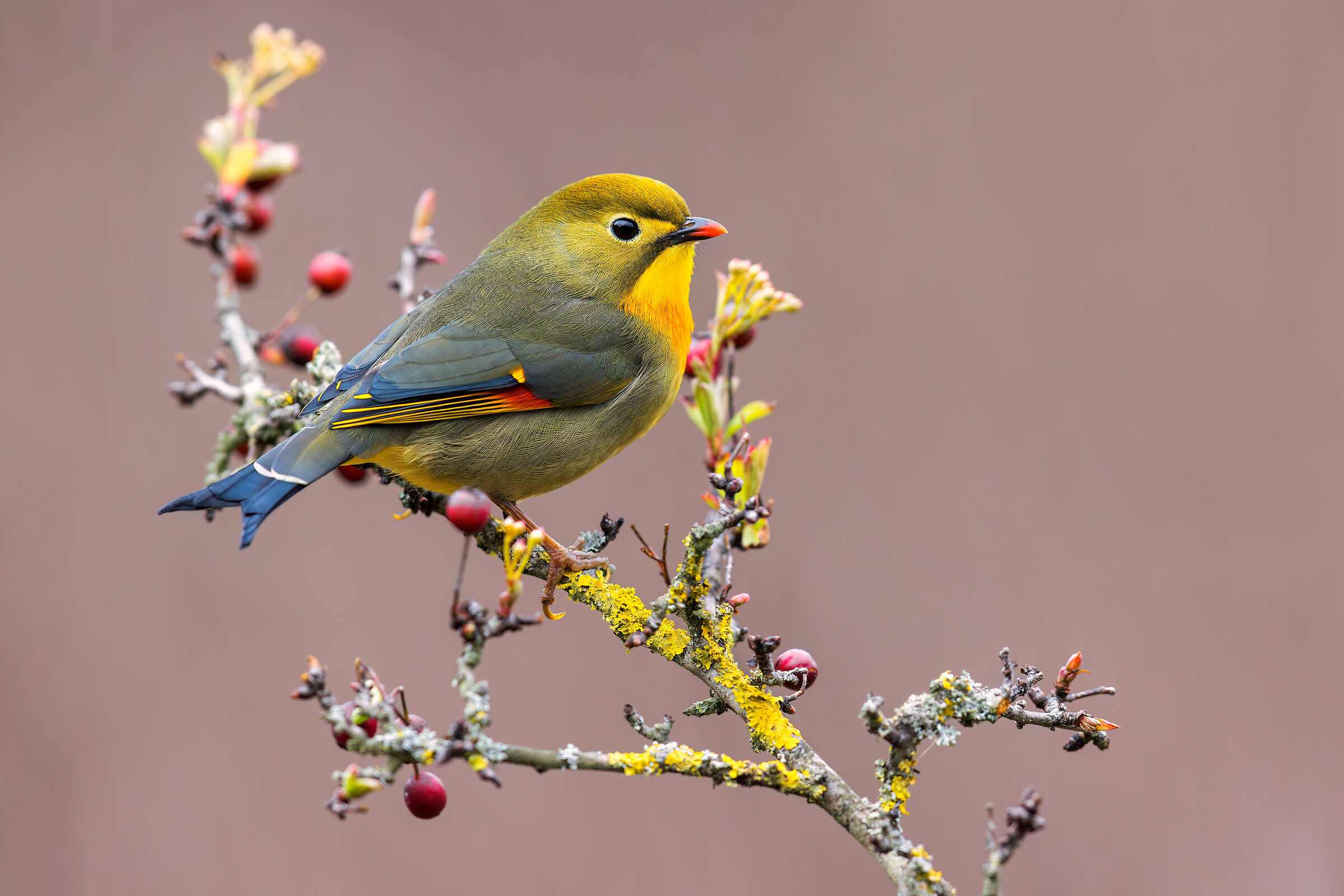 Usignolo del Giappone