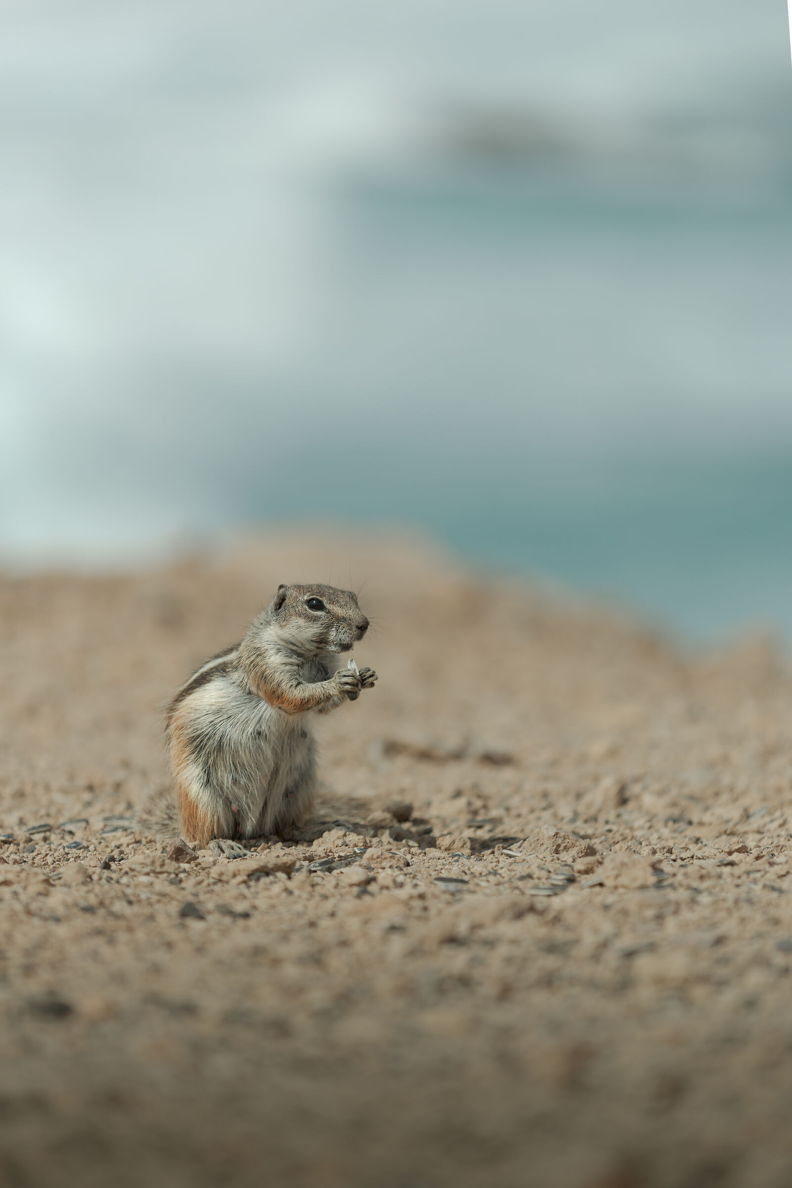 Squirrels with house by the sea