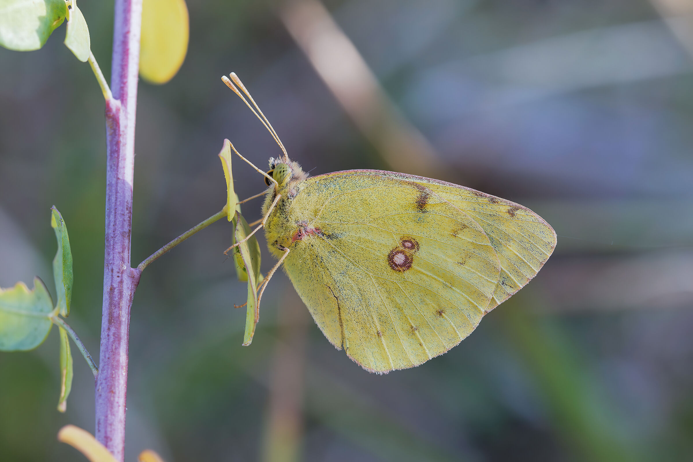Colias crocea