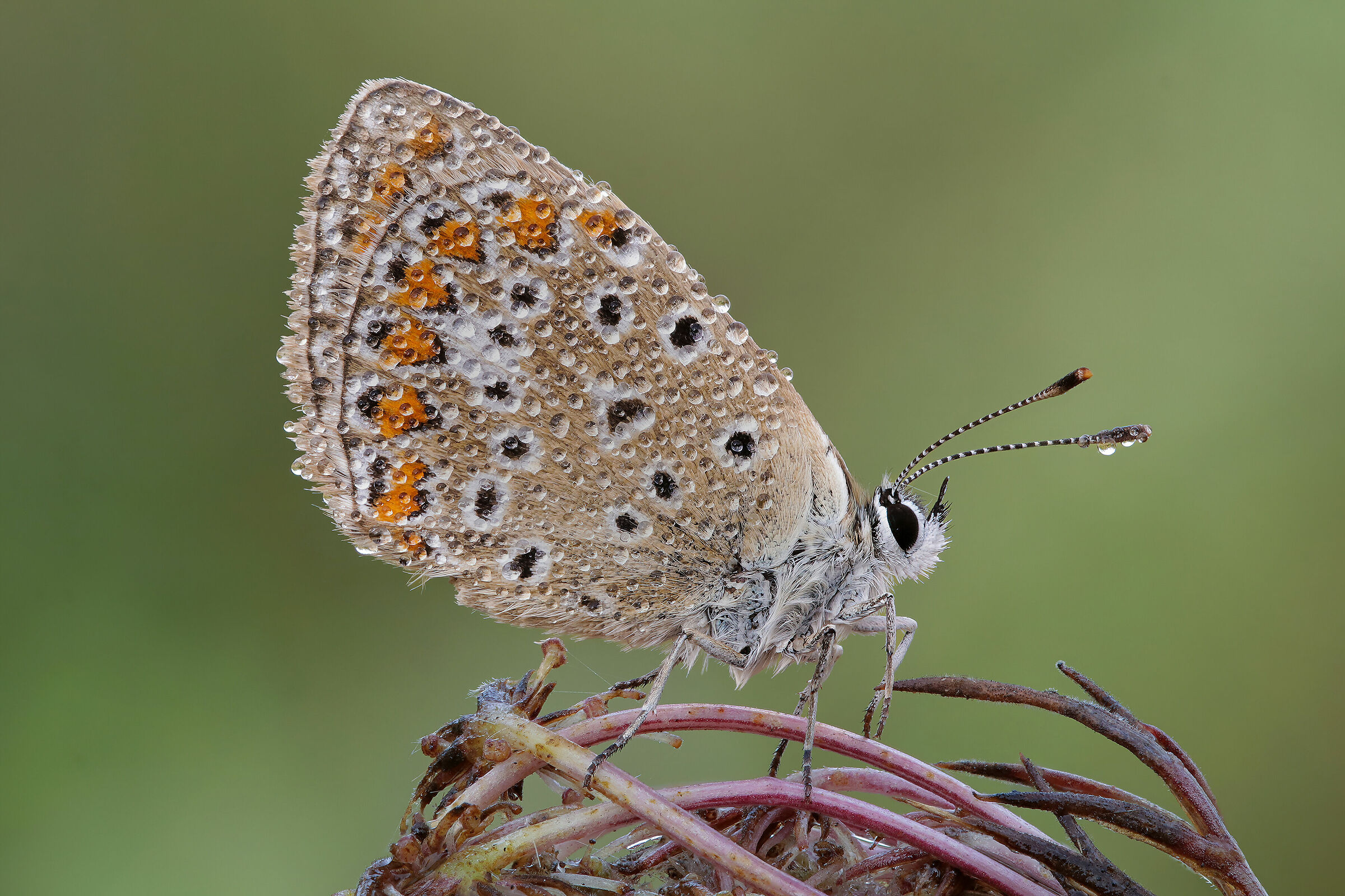 Polyommatus icarus