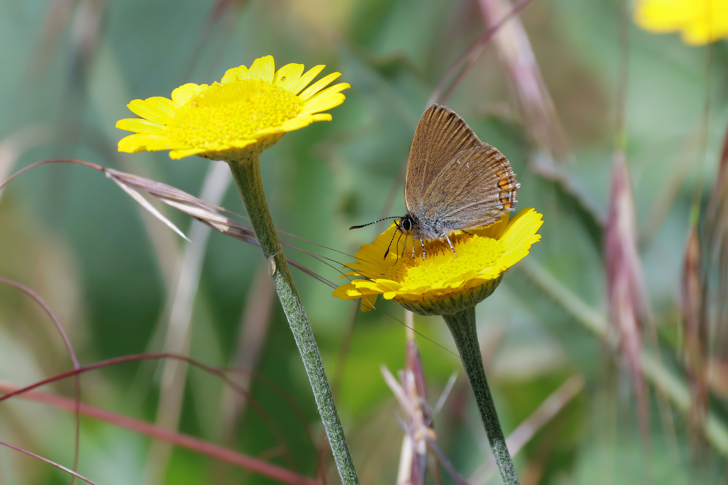 Satyrium ilicis