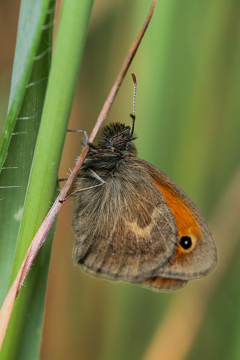 Coenonympha pamphilus