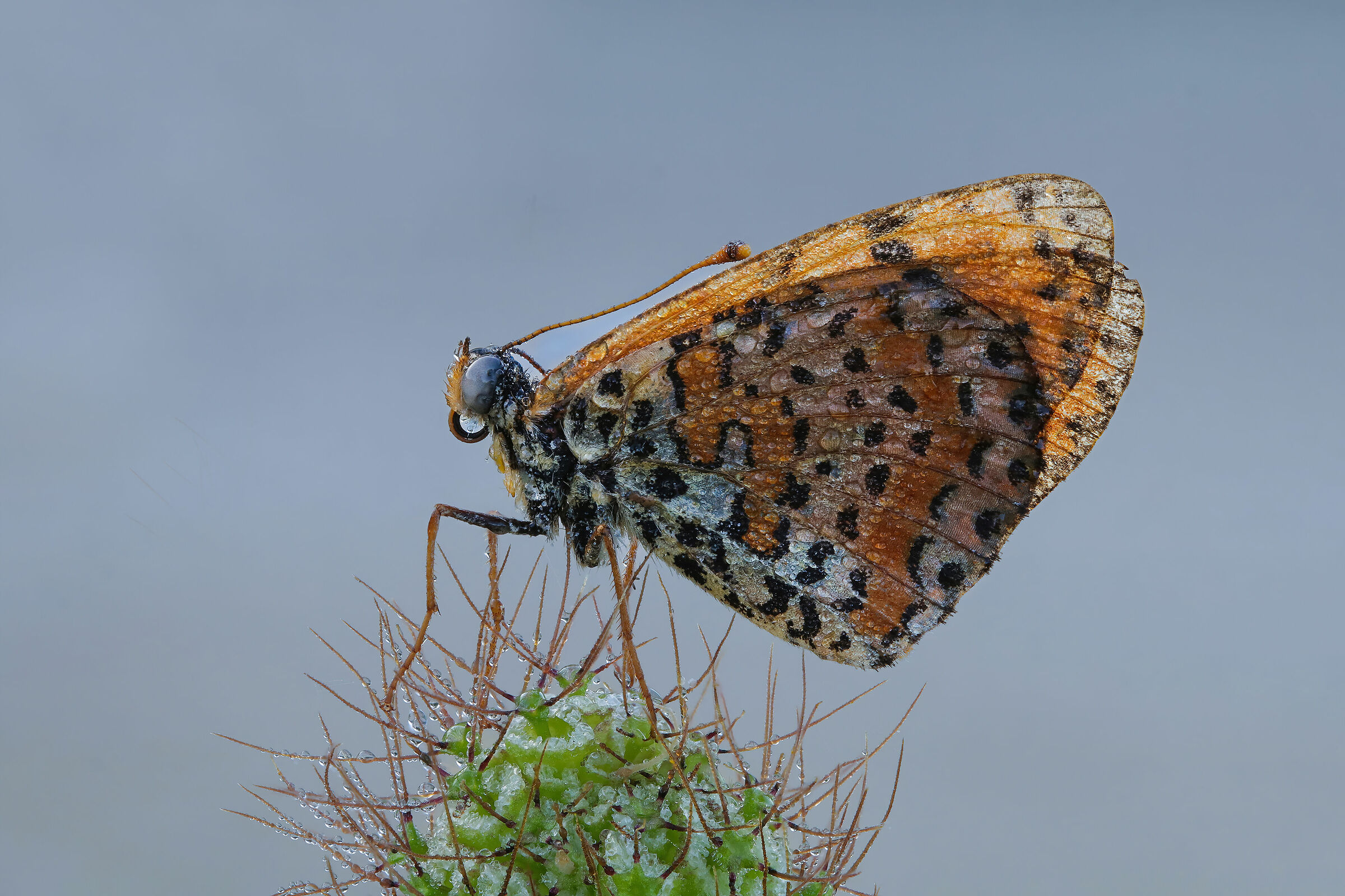 Melitaea didyma