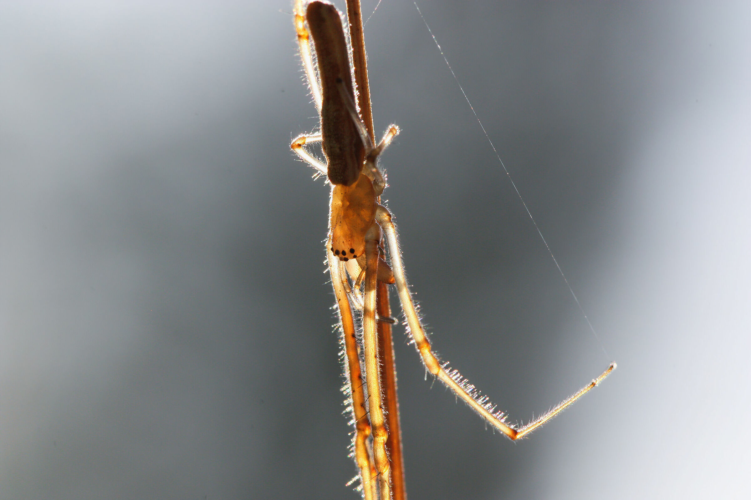 My first Macros: Tetragnatha sp.