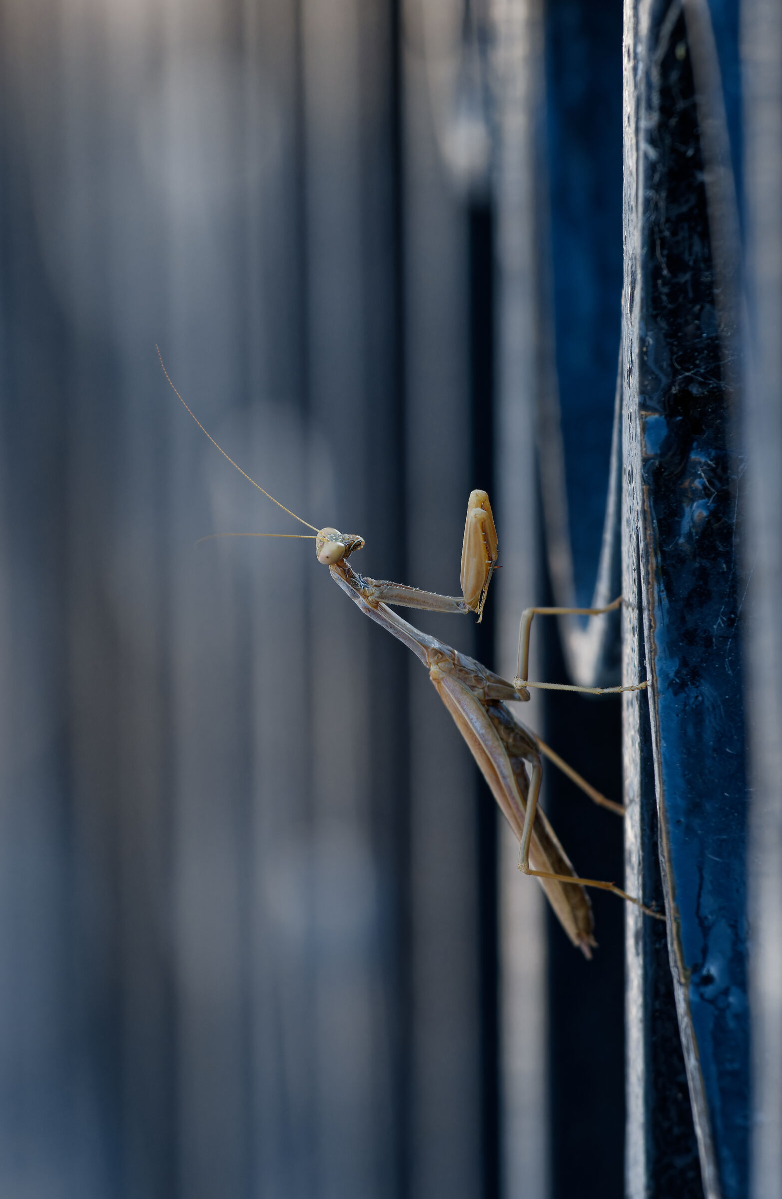 Mantide, Canon R7 e 70-200 f/4l IS, processata con DxO