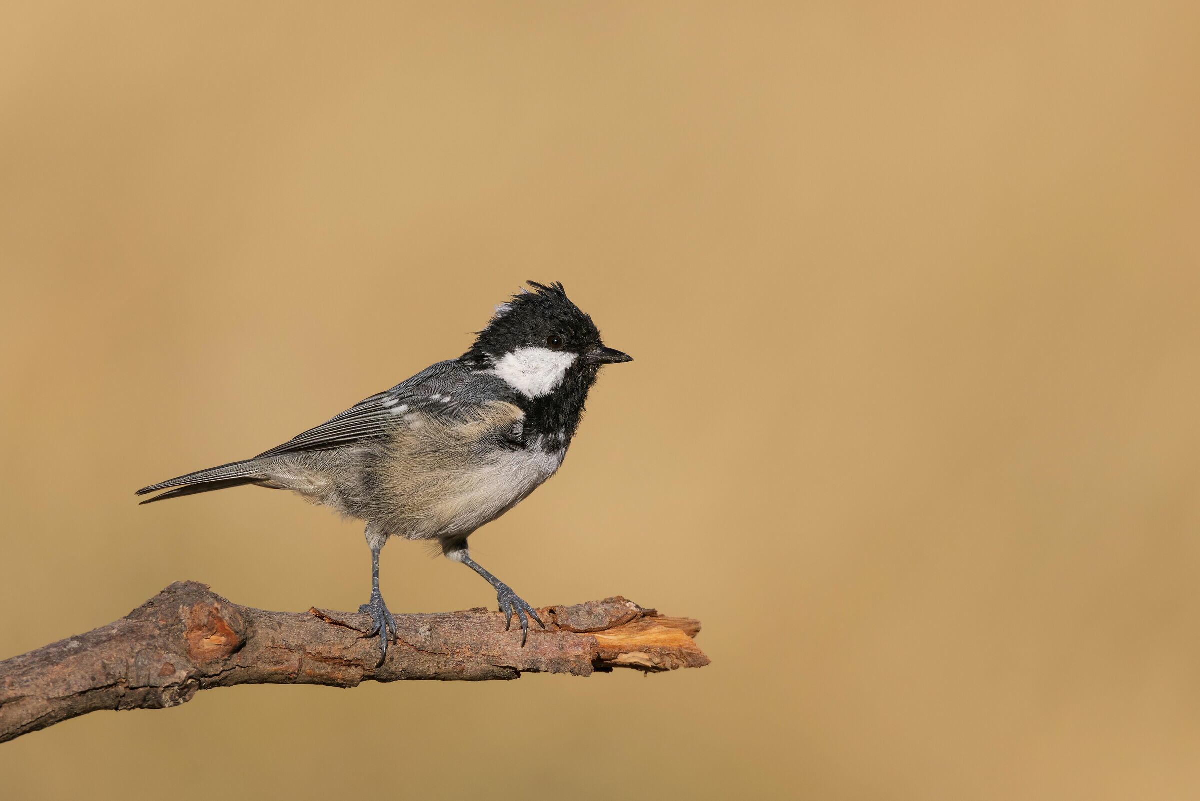 Cincia mora Periparus ater