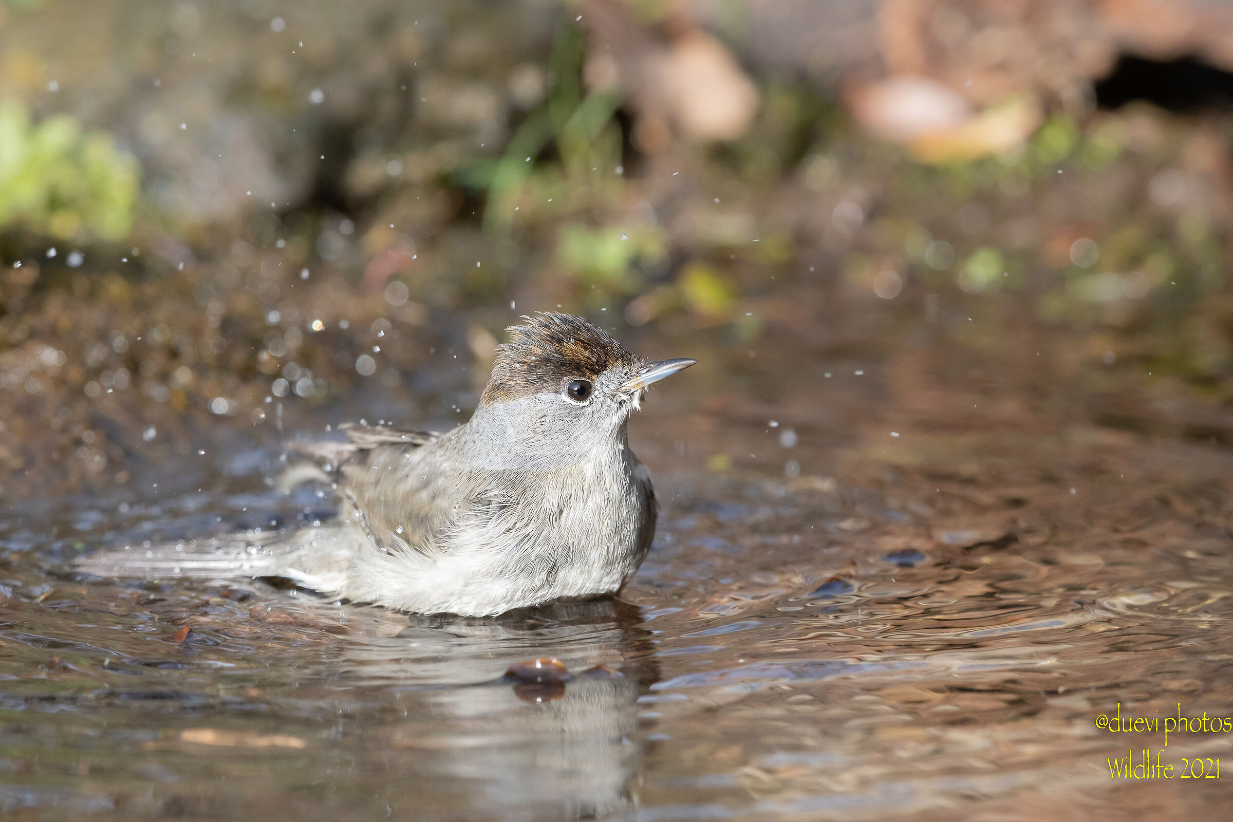 Blackcap at the bath