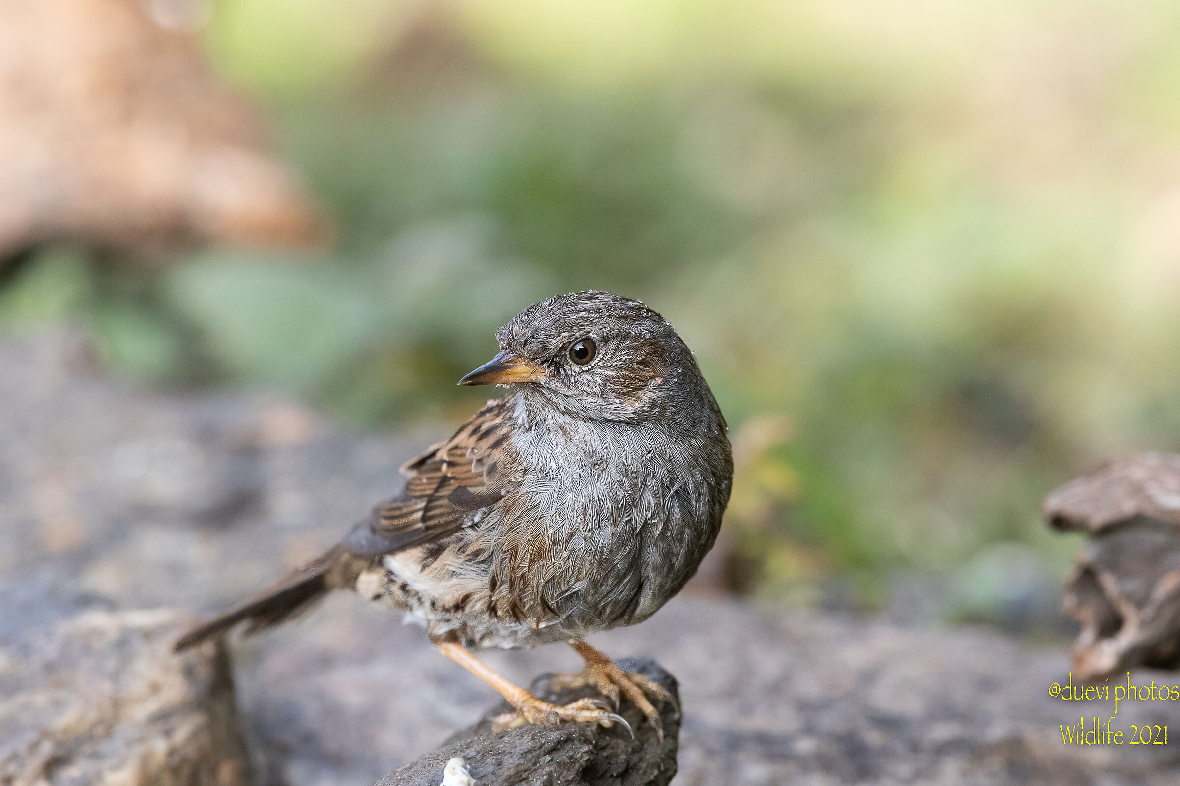 Pussy - Prunella modularis