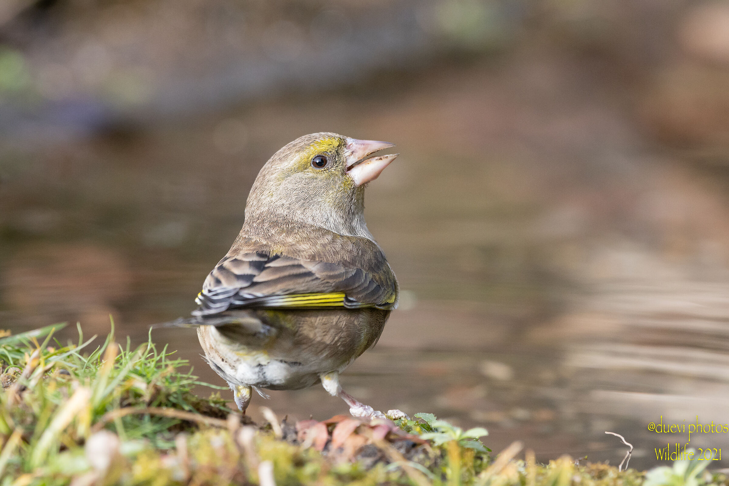 Greenfinch - Chloris chloris
