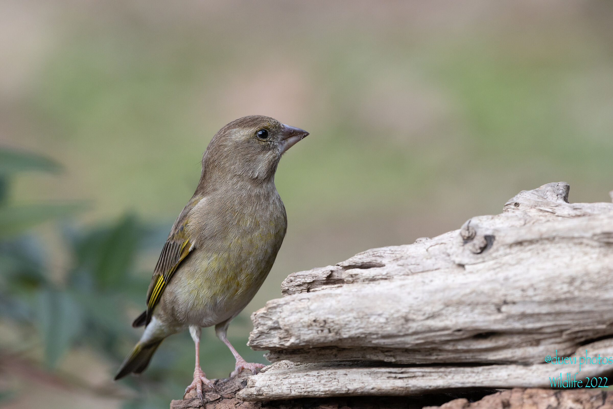Greenfinch - Chloris chloris