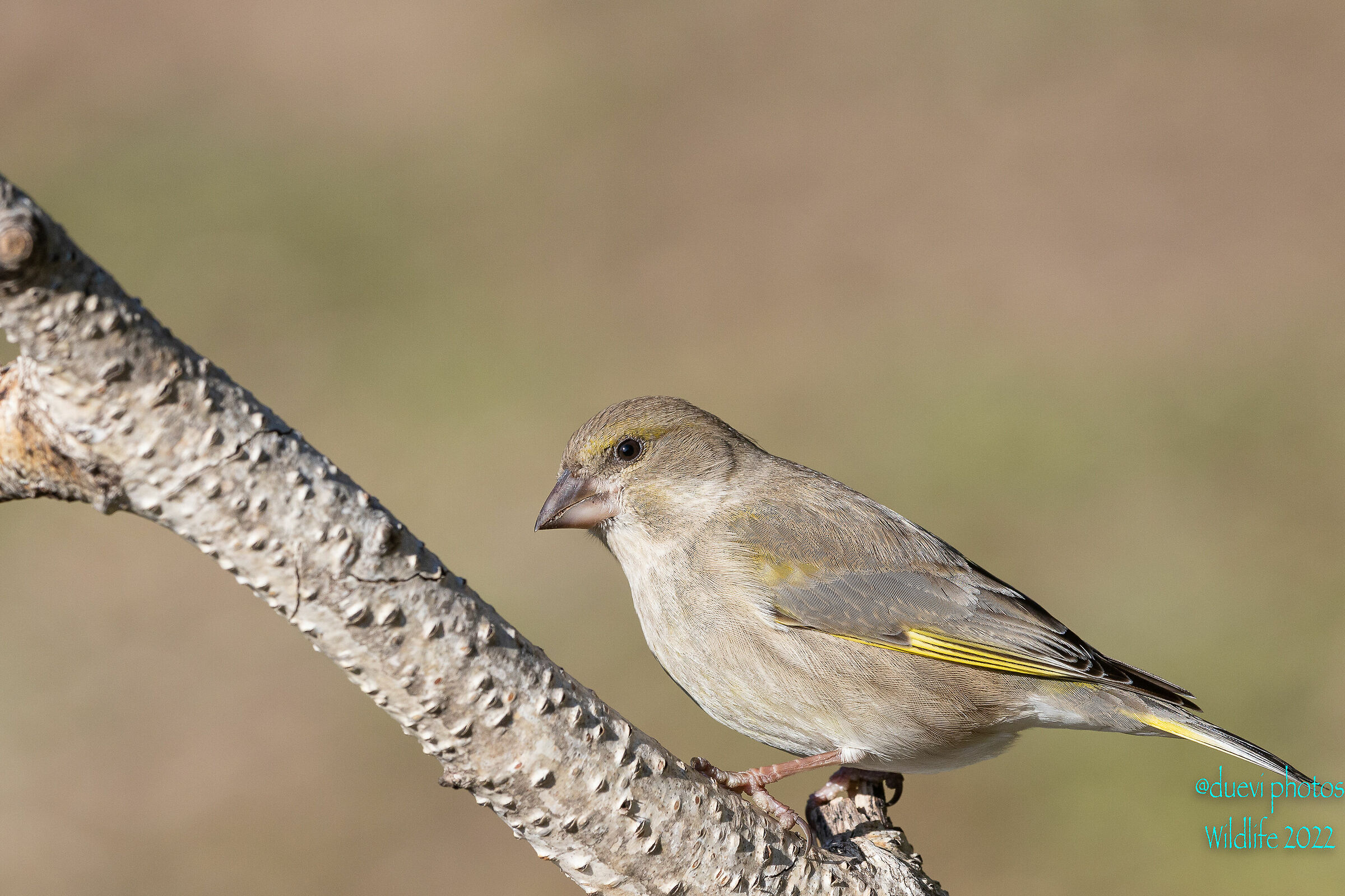 Greenfinch - Chloris chloris