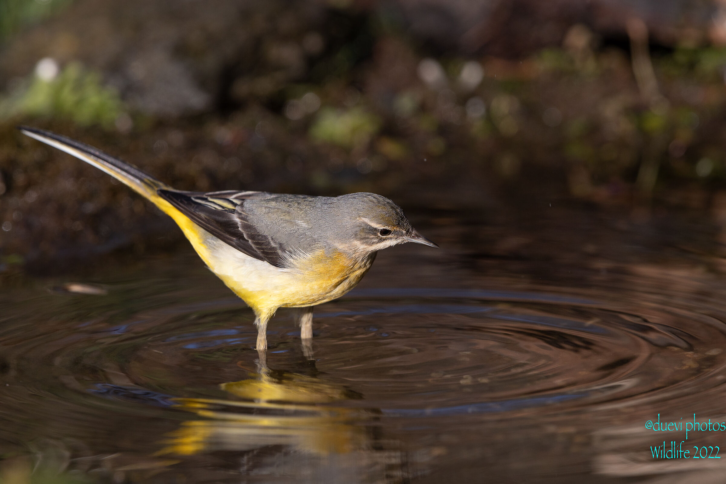 Yellow wagtail - Motacilla cinerea