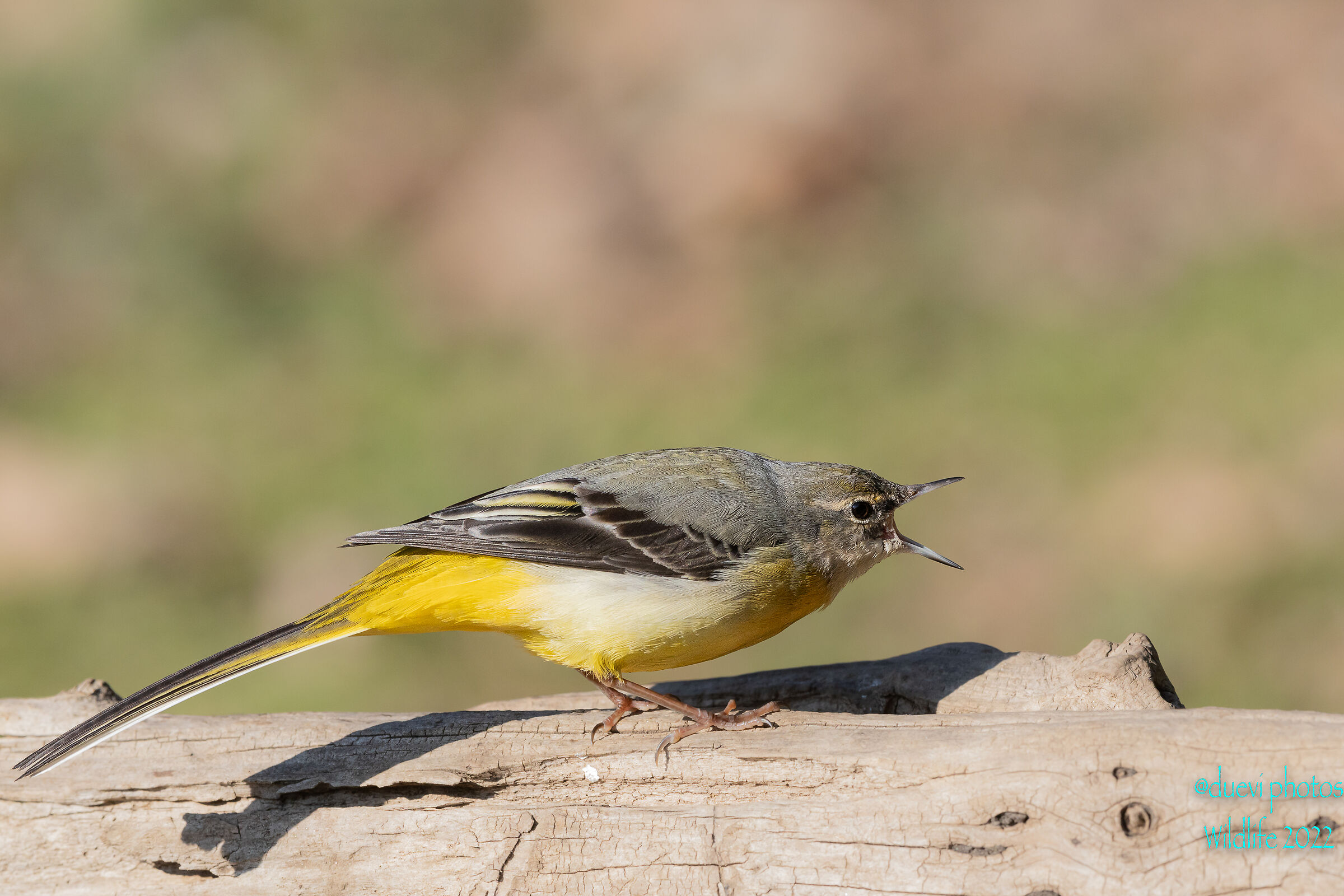 Yellow wagtail - Motacilla cinerea