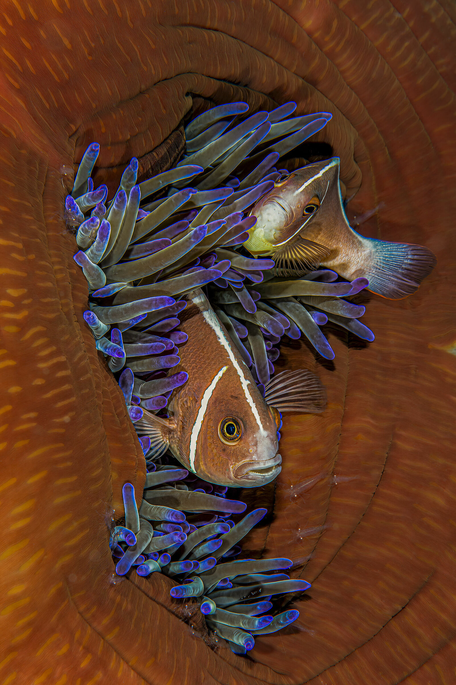 tante specie in un solo posto