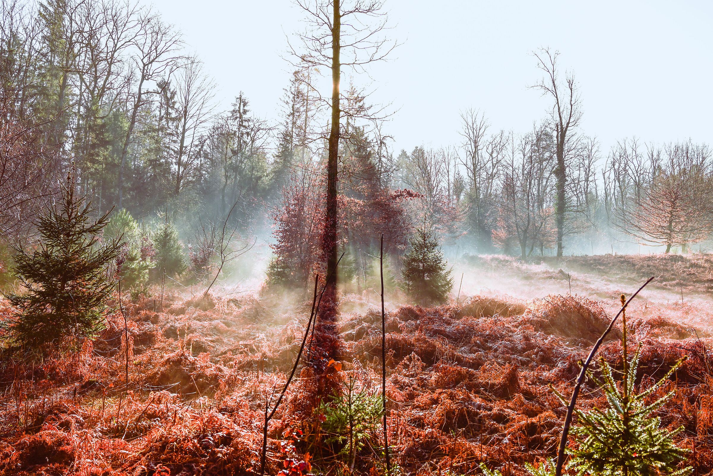nebbia nella foresta2