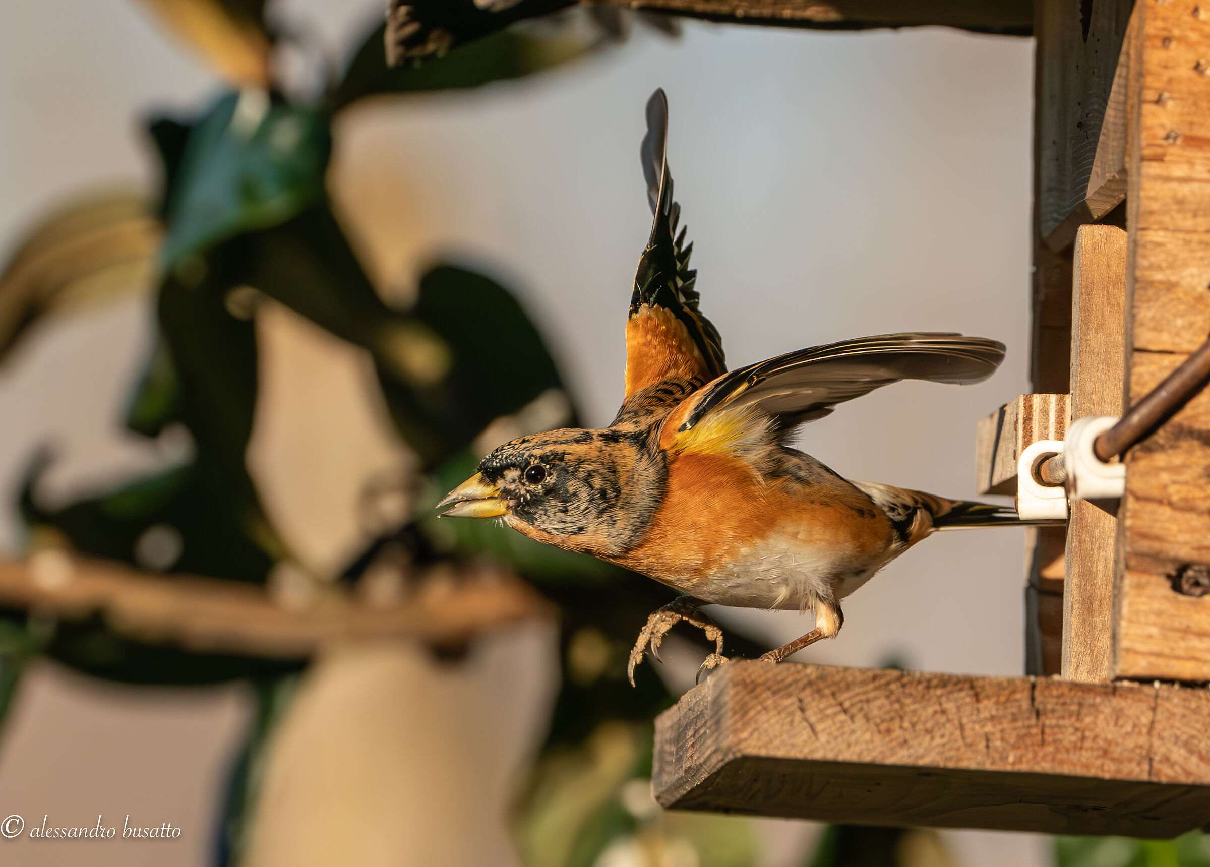 Brambling