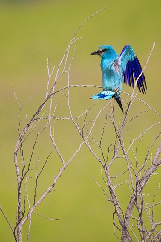 The greeting of the jay