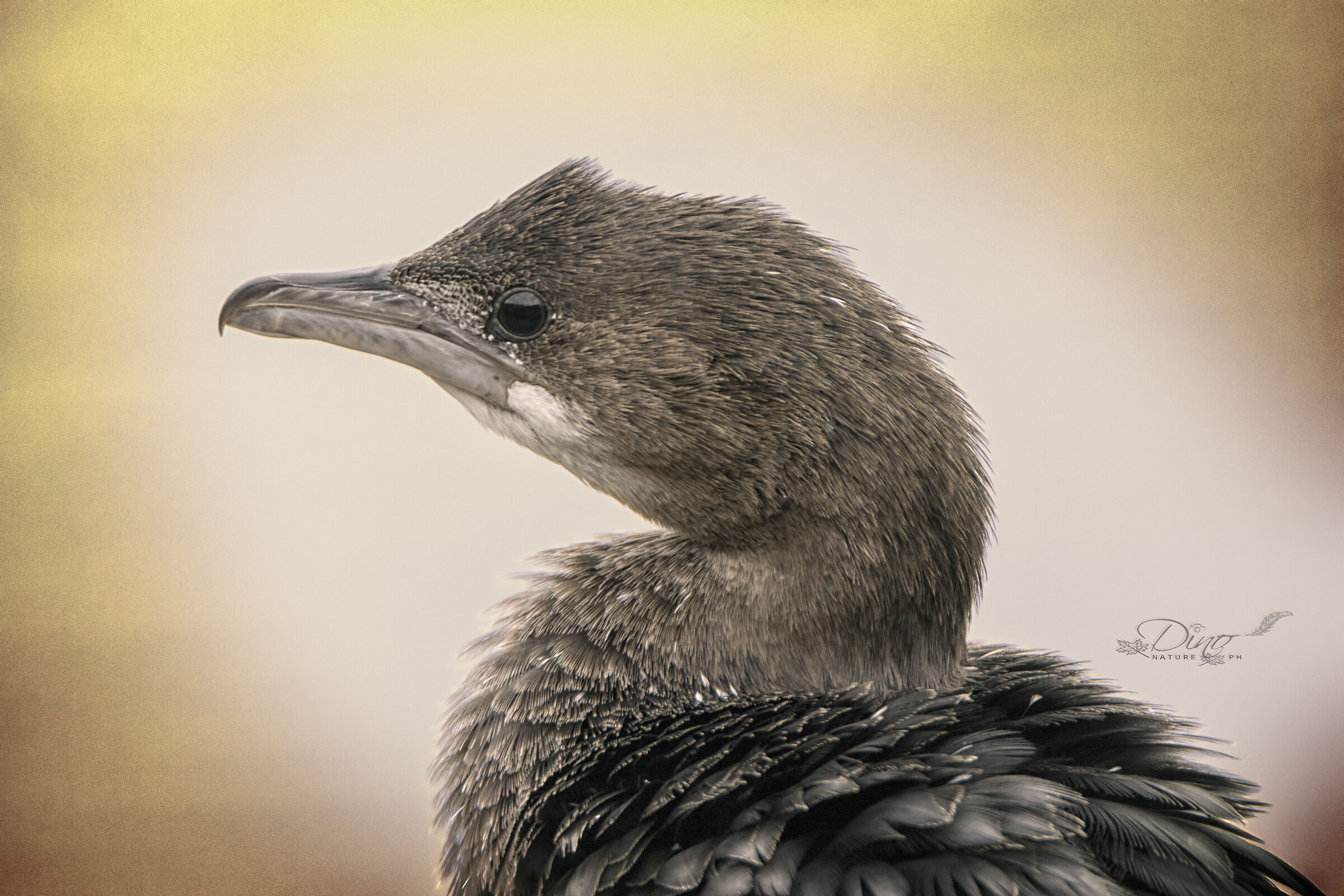 Portrait of Marangone