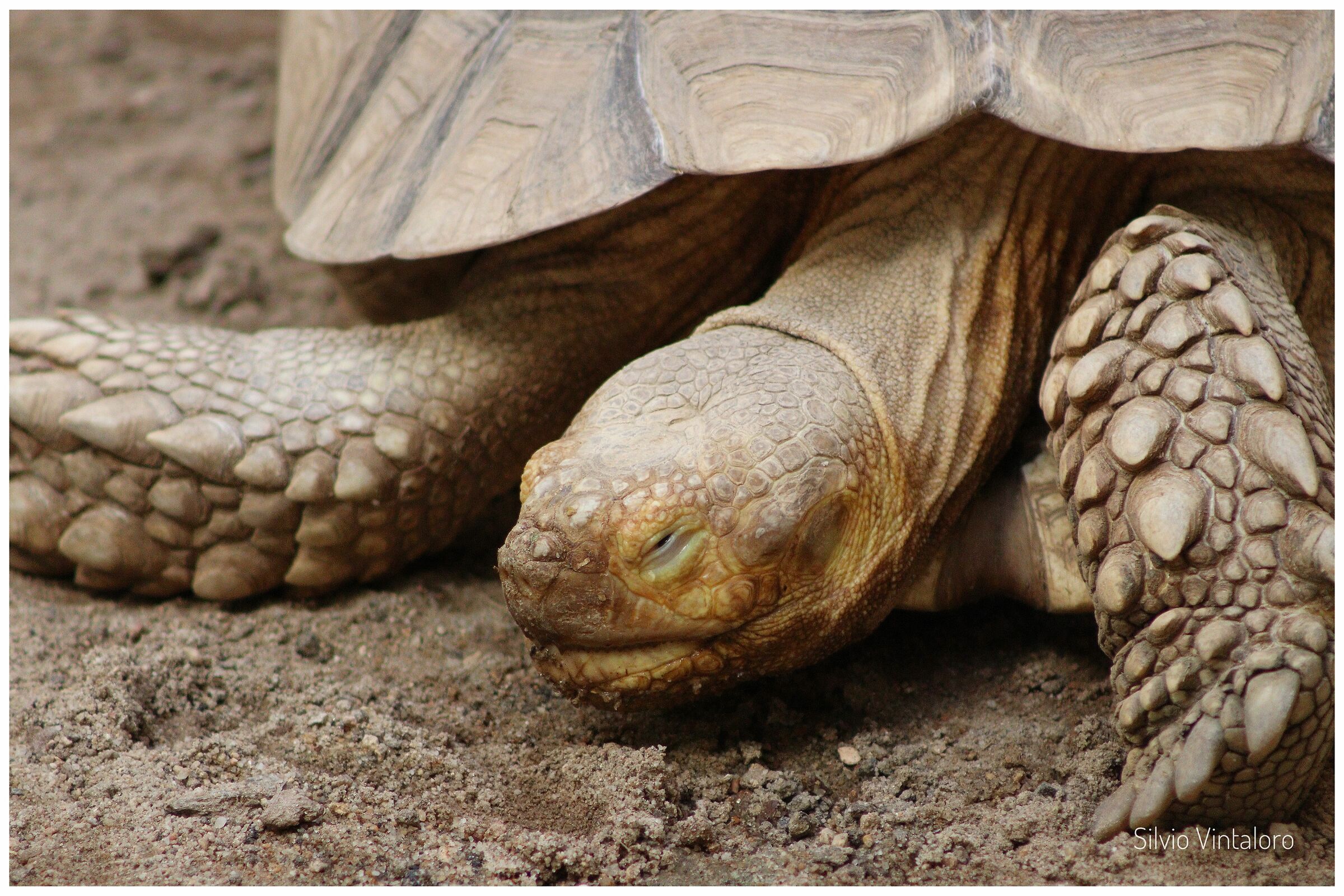African tortoise