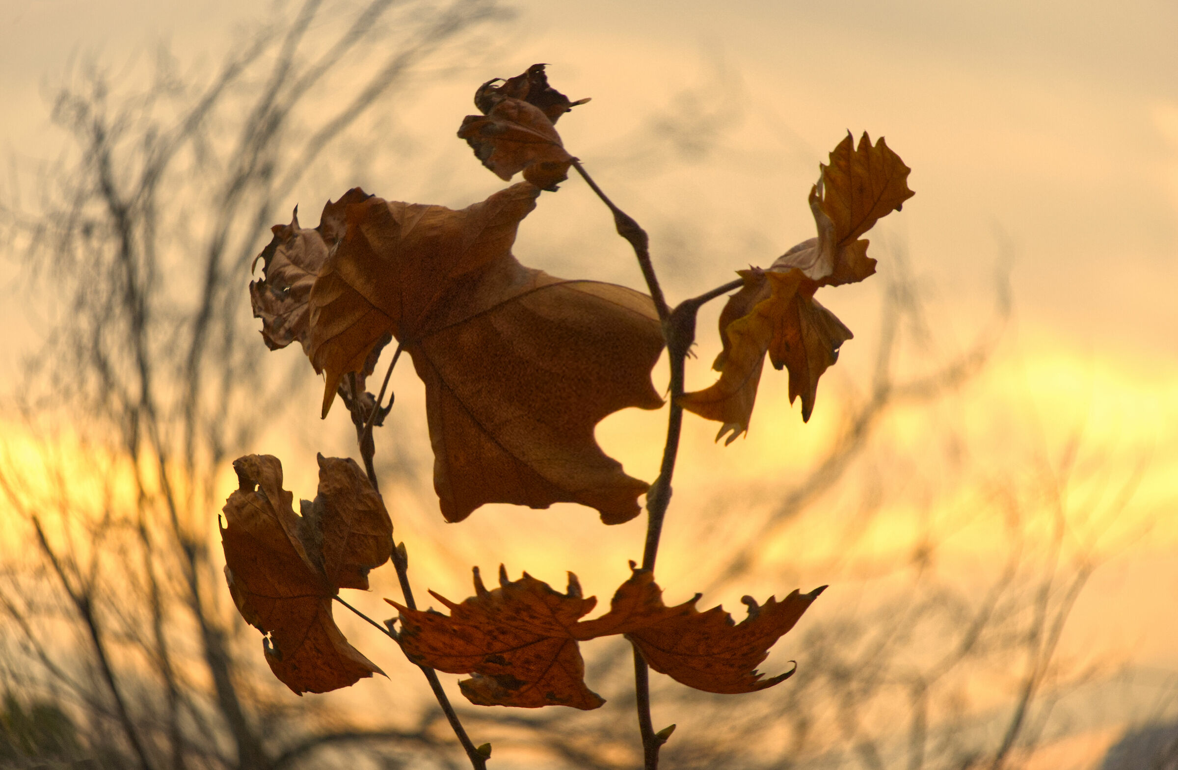 Leaves