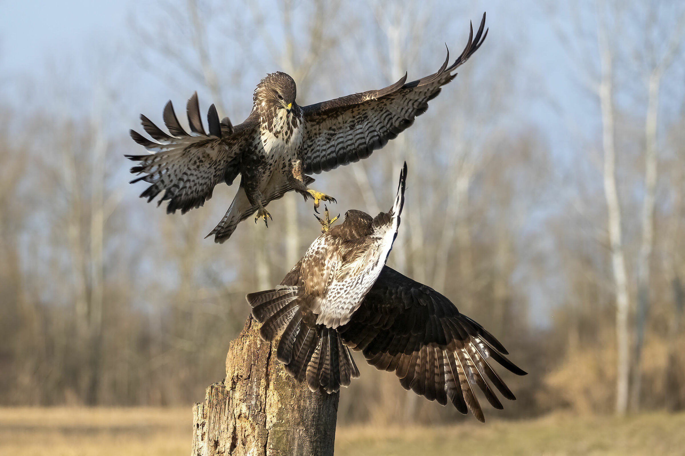 Poiane in combattimento