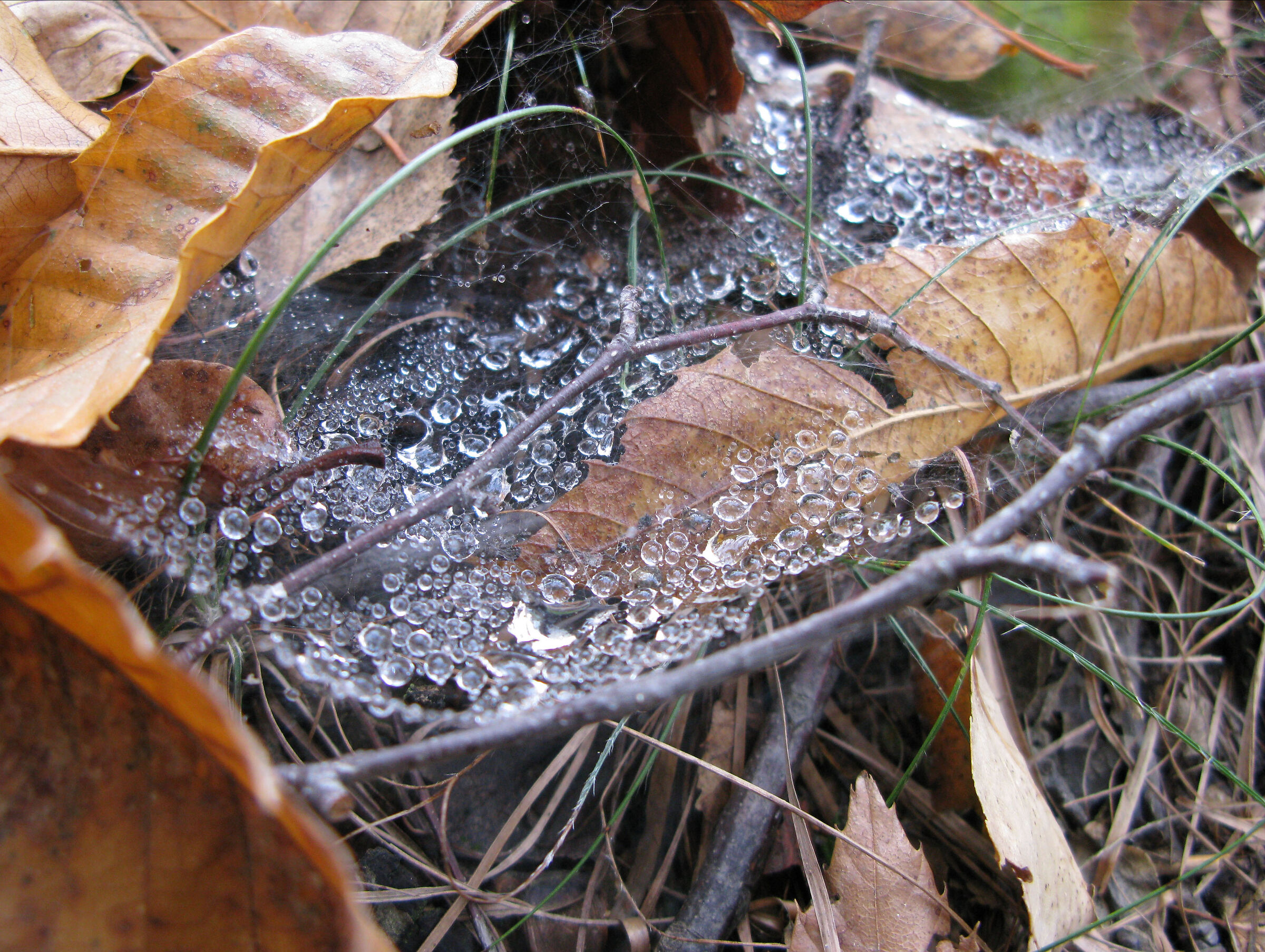 Spider web
