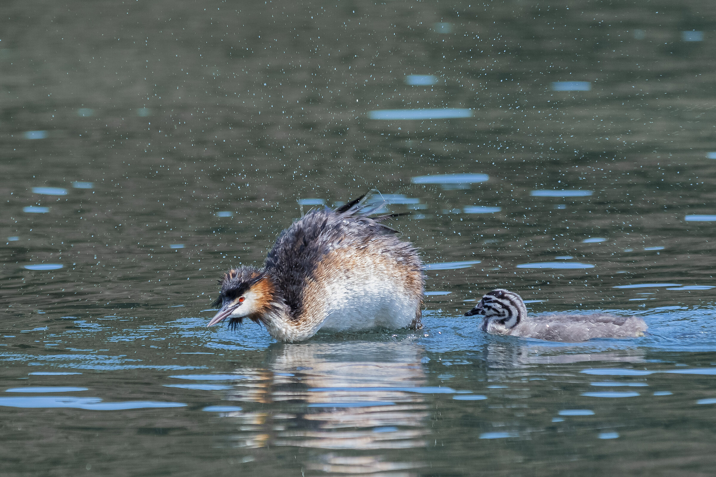 Grebe and Pullet