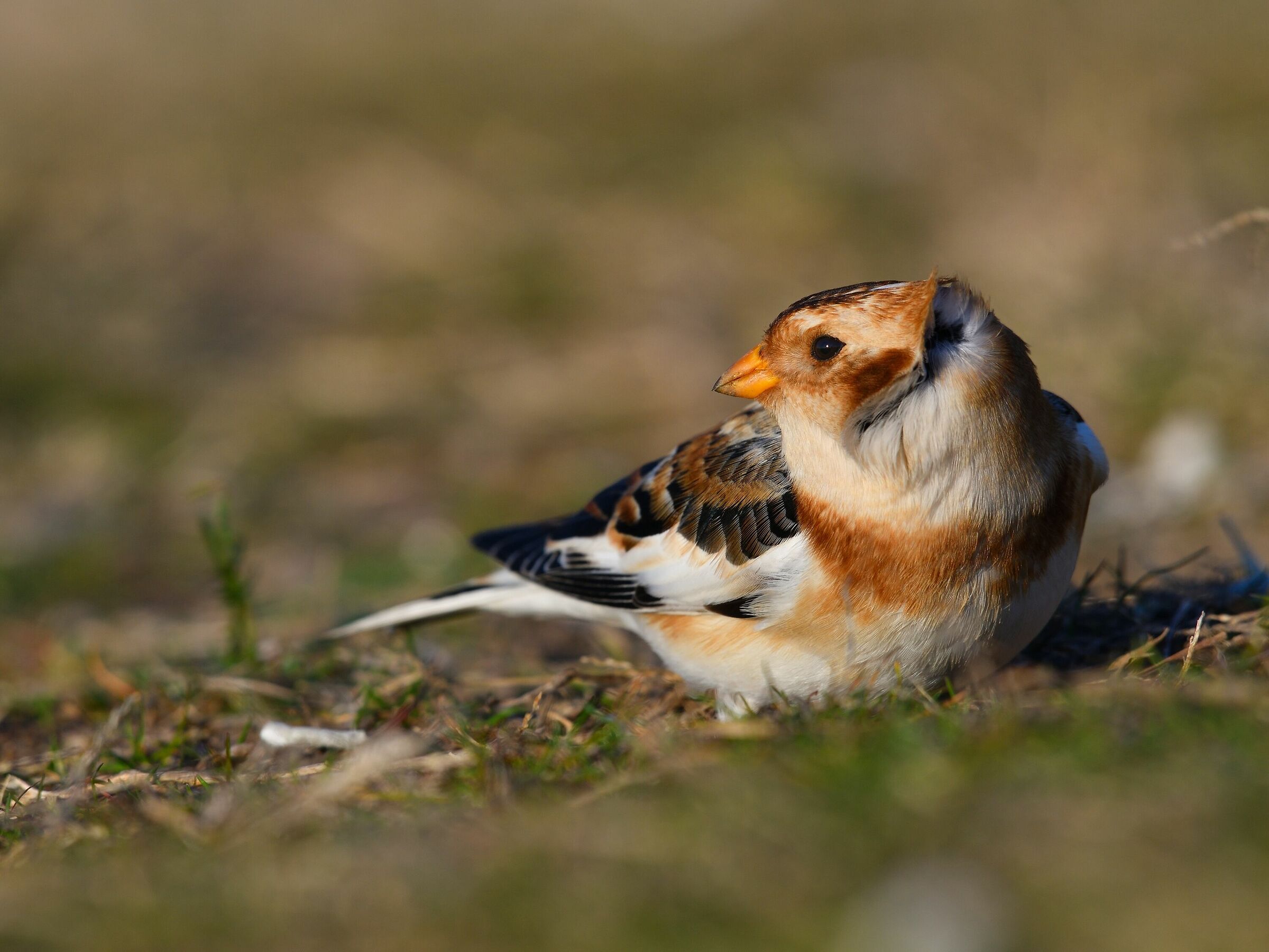 Zigolo delle nevi...