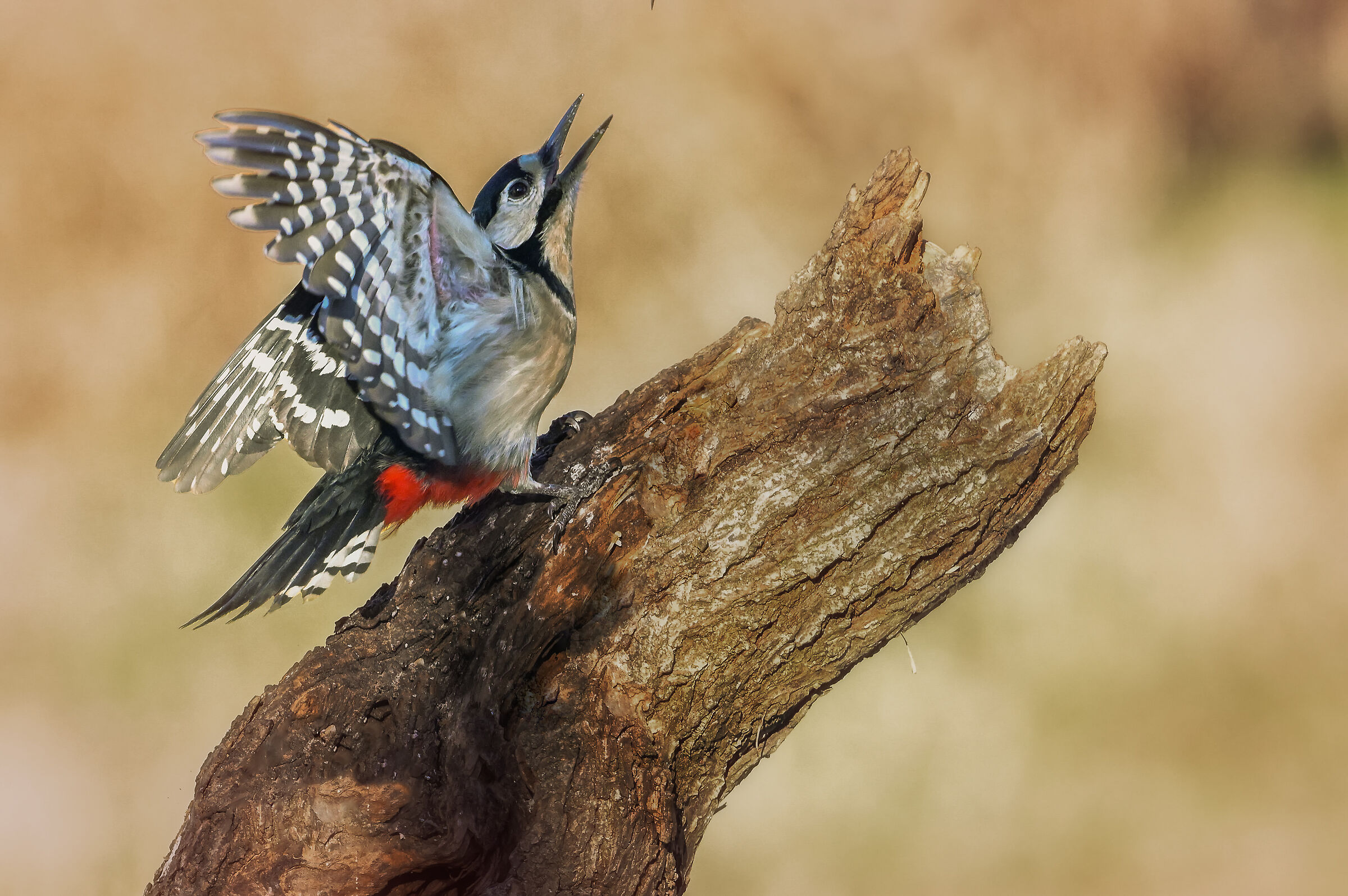 Spotted woodpecker #capannocora