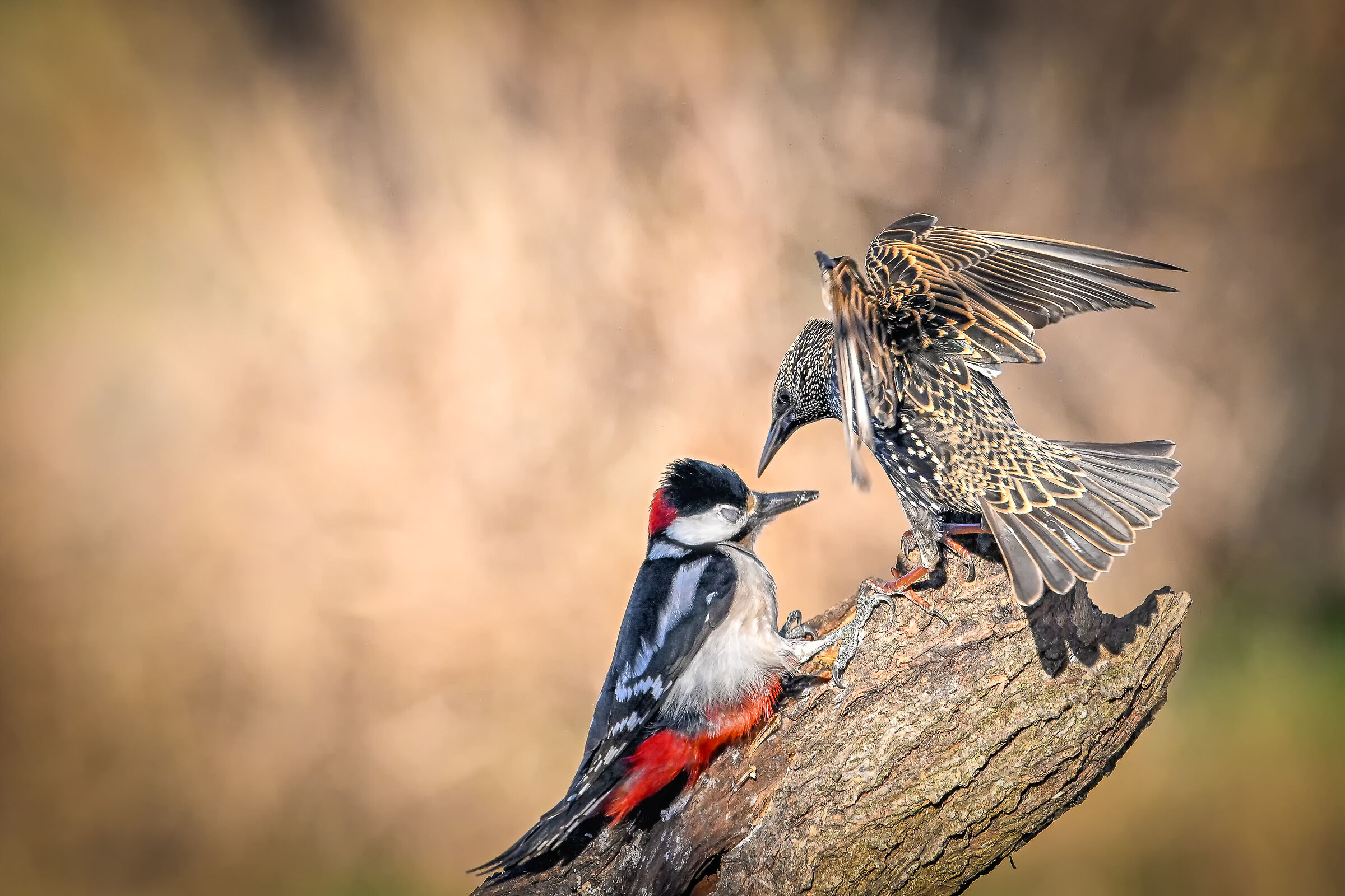 Spotted woodpecker and starling #capannocora