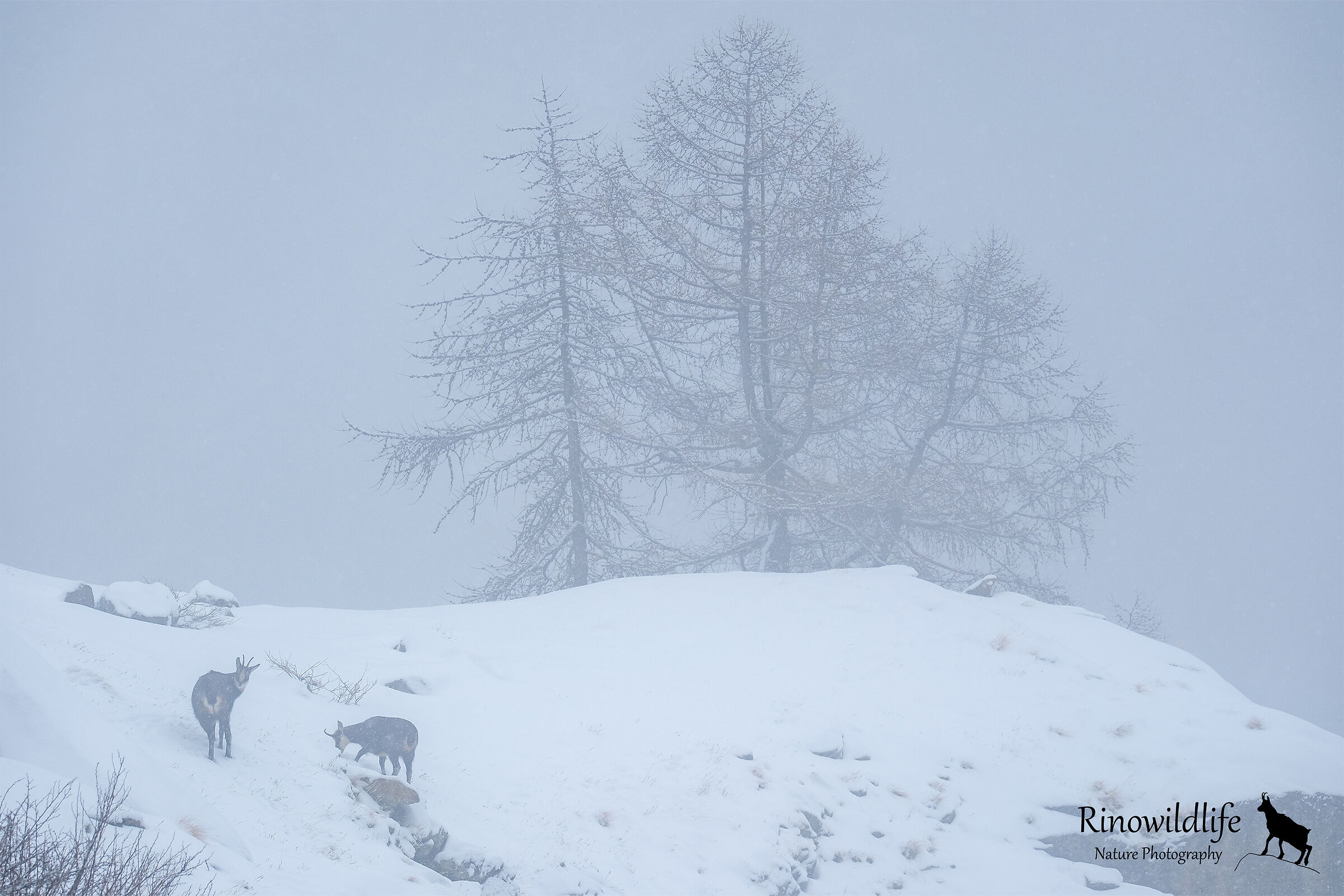 La dura vita in quota