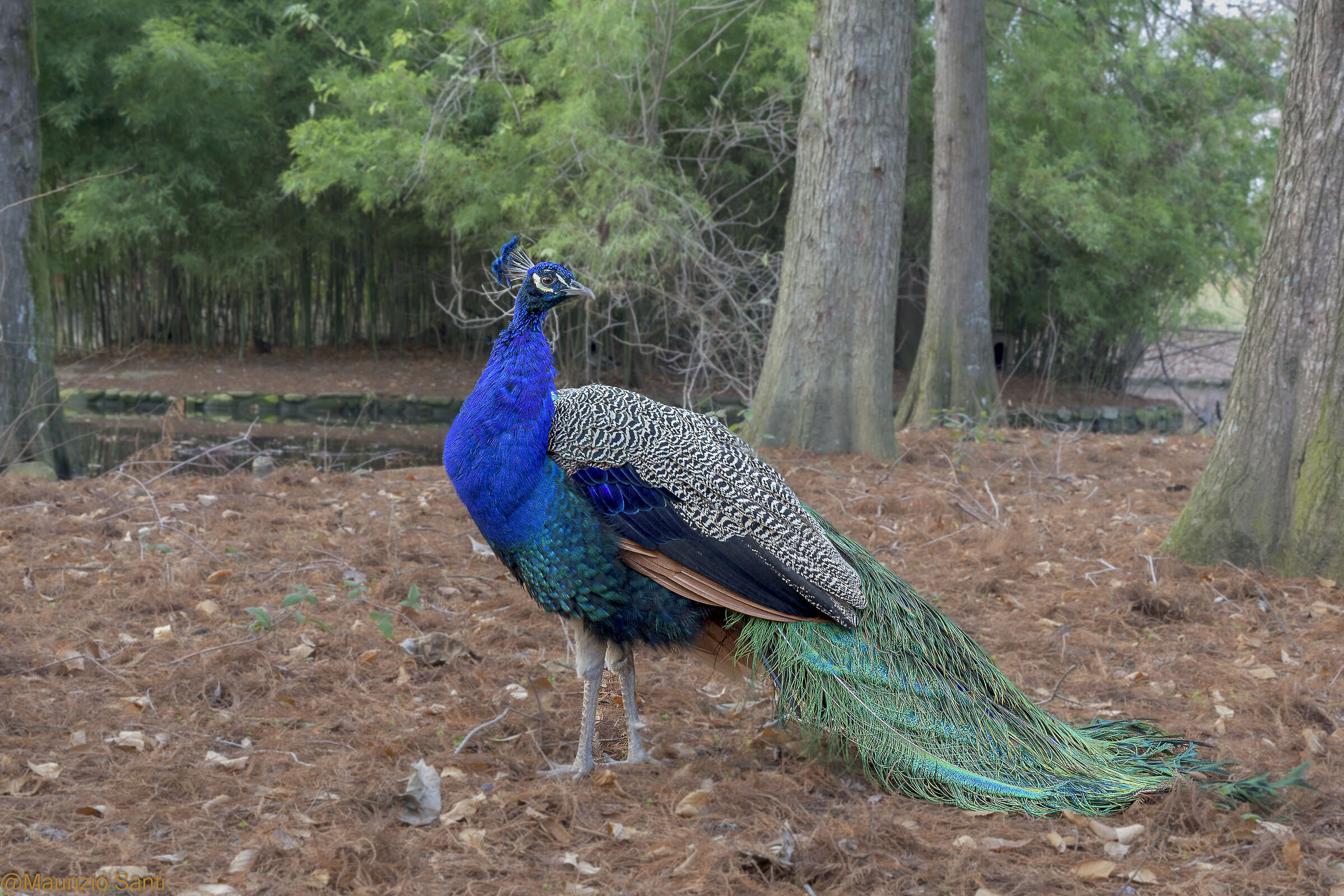 Parco Bucci Faenza pavone