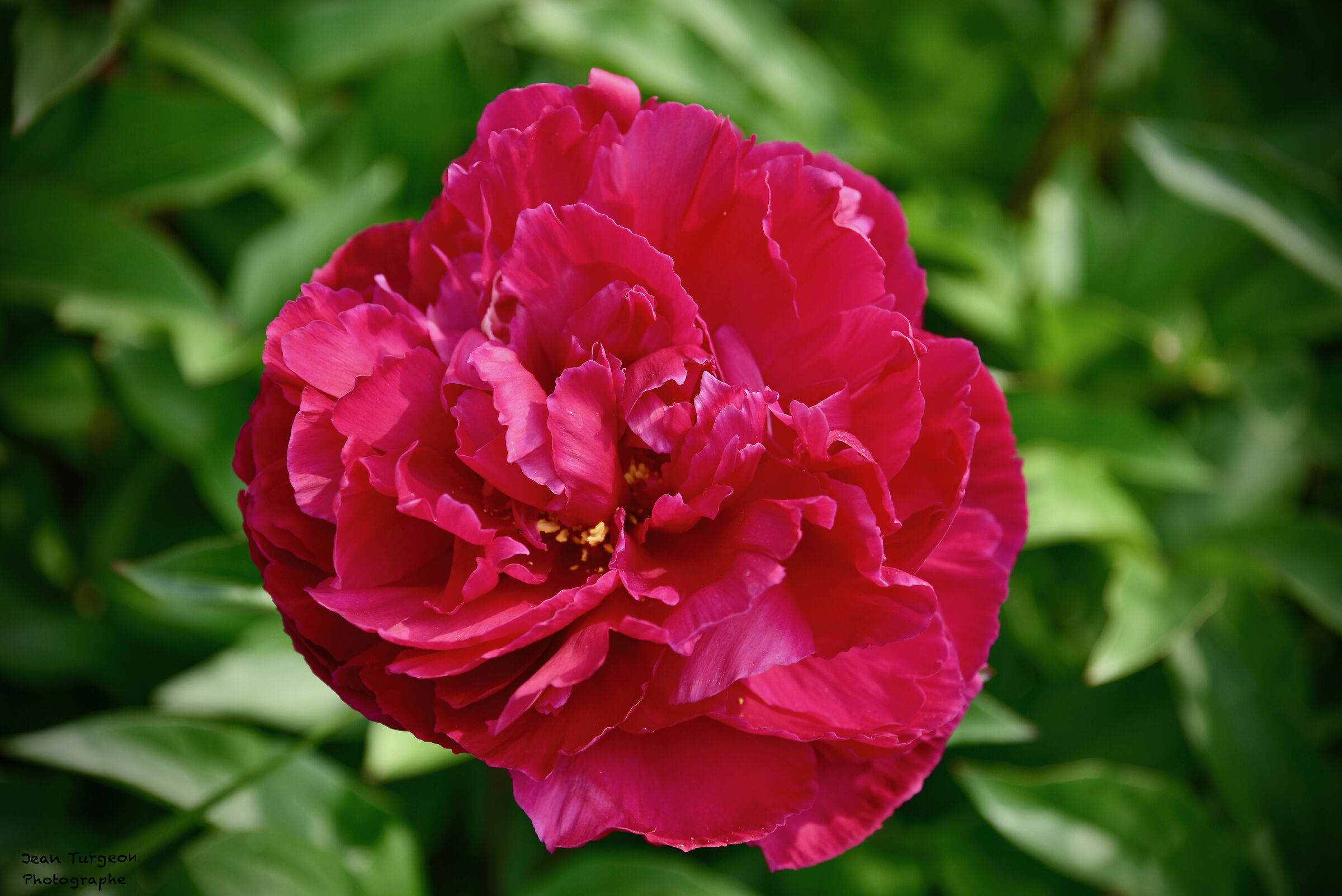 Fiore Rosso - Macro - estate 2023