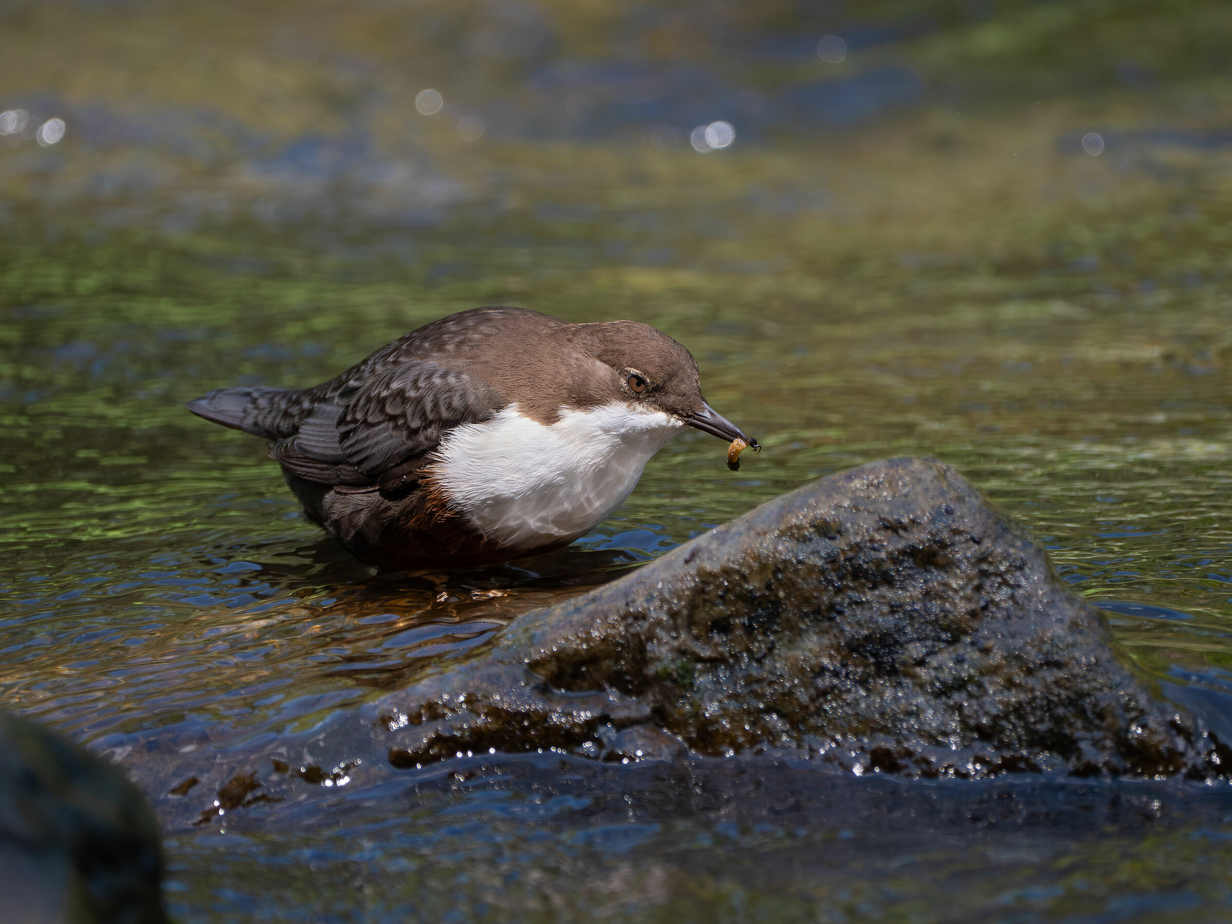 Un tricottero per  pranzo.