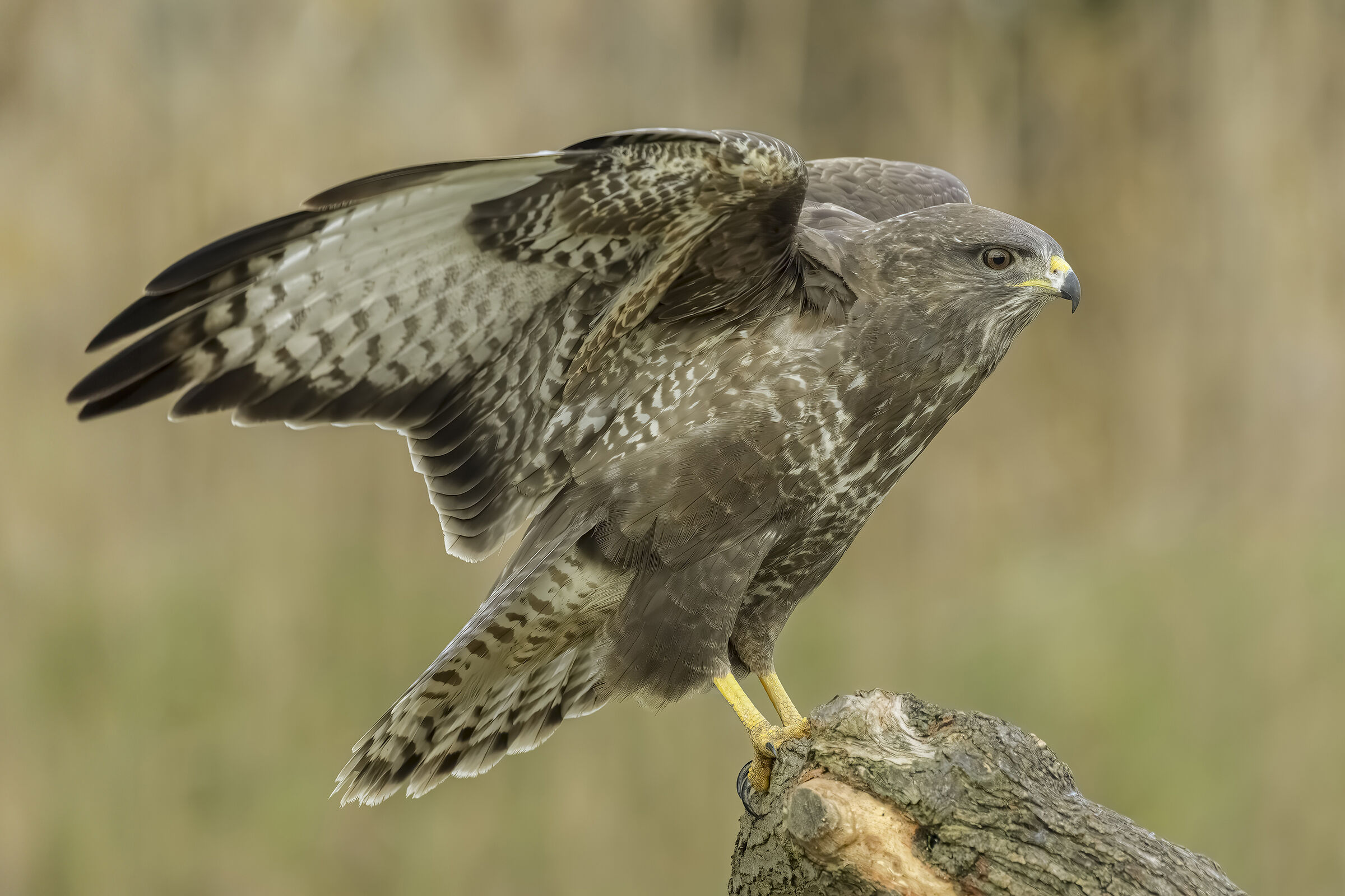 Buzzard