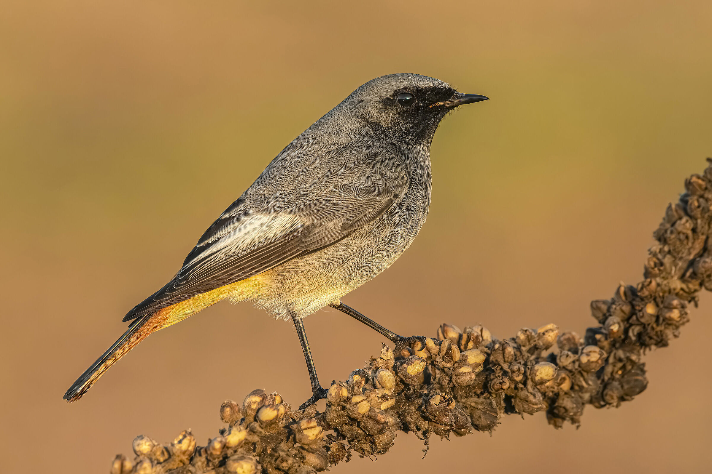 Codirosso spazzacamino