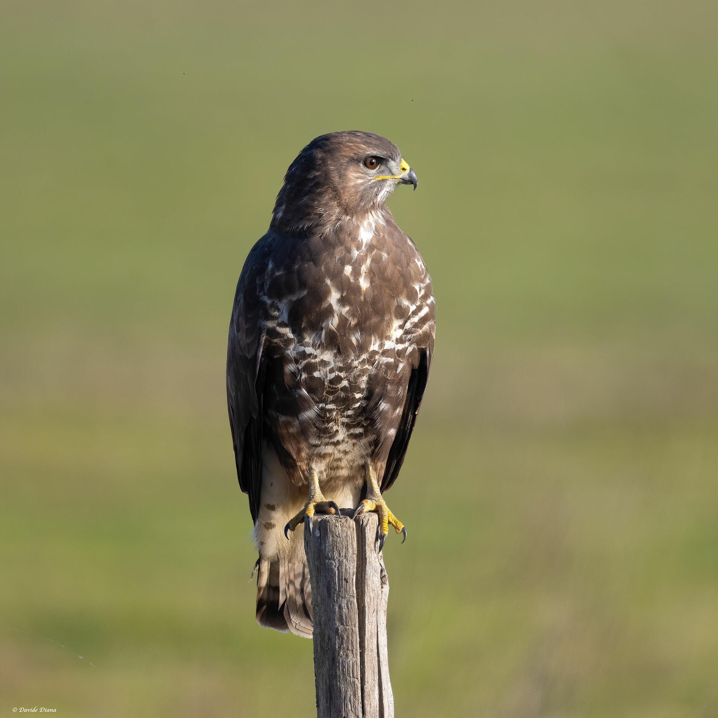 Poiana - Vercelli rice fields