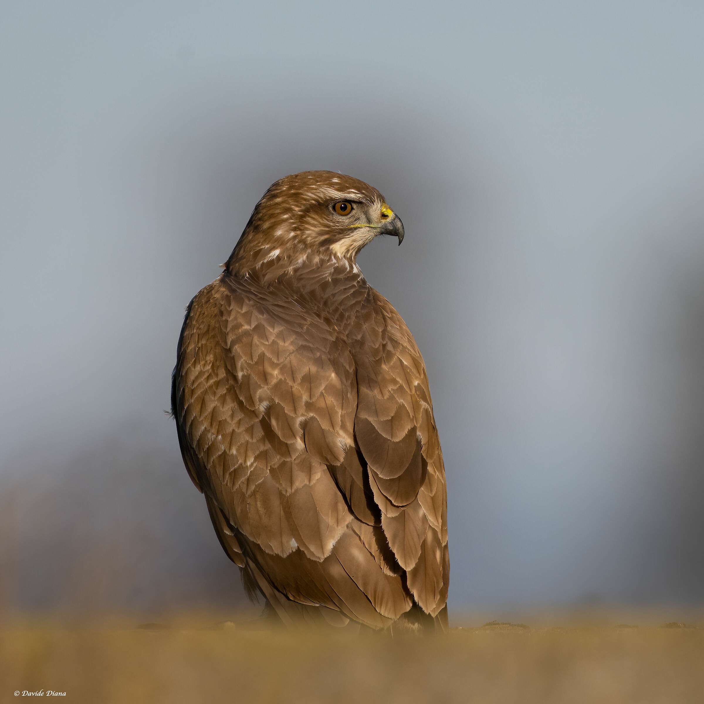 Poiana - Vercelli rice fields