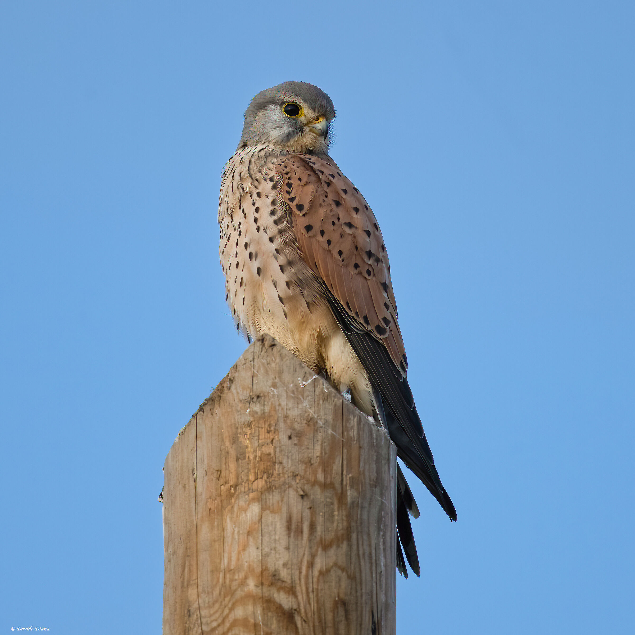 Kestrel - Vercelli rice fields
