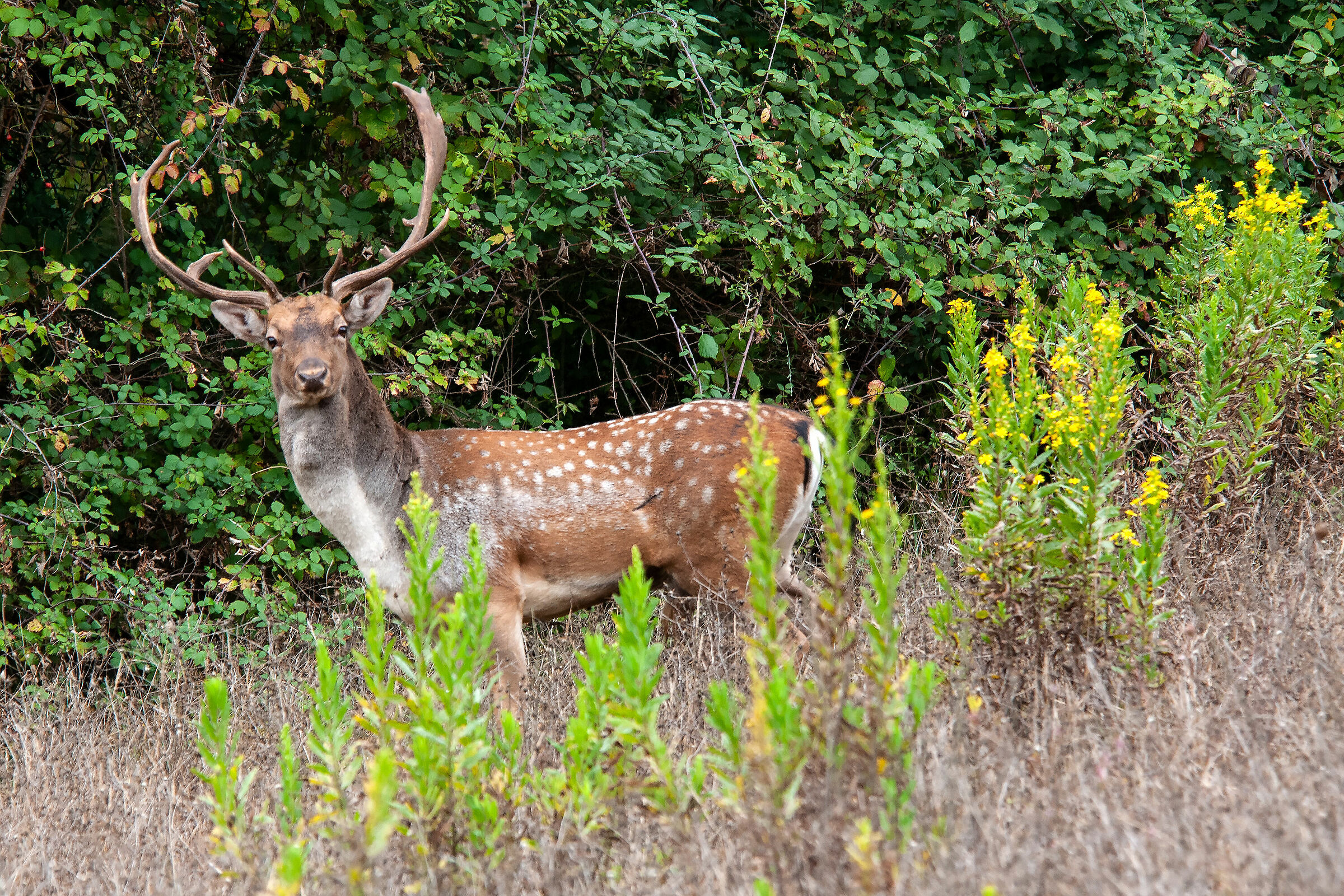 Fallow deer