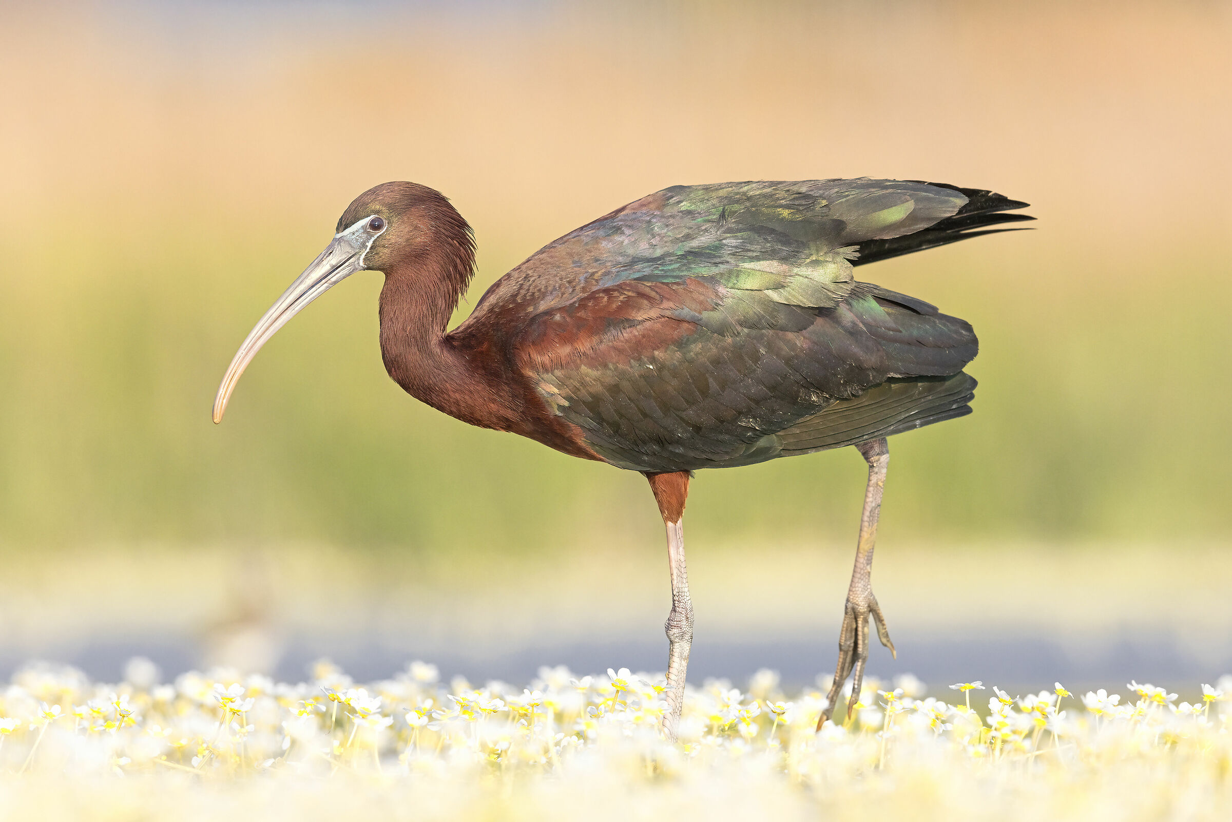 Glossy ibis