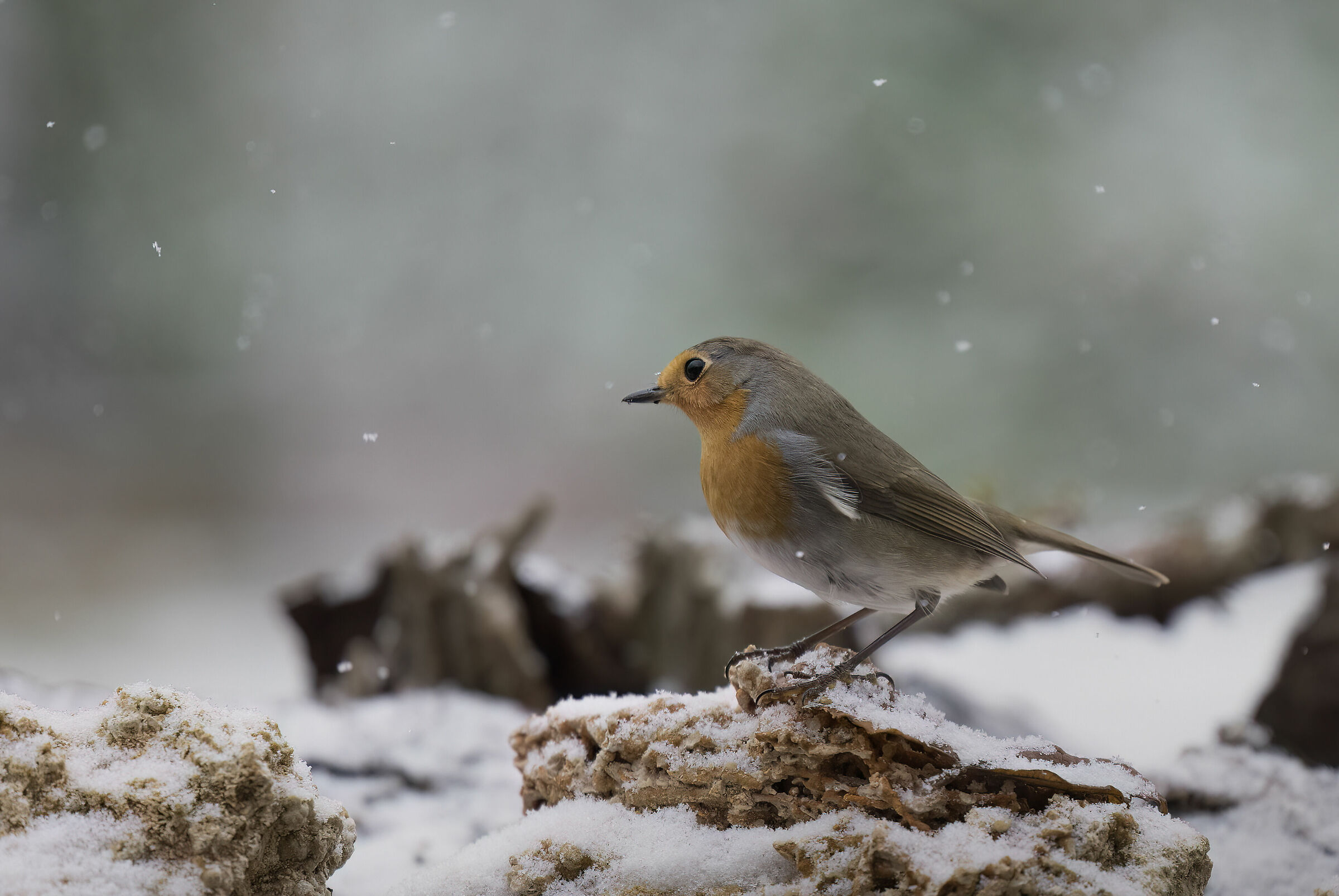 Inizia a nevicare - Pettirosso