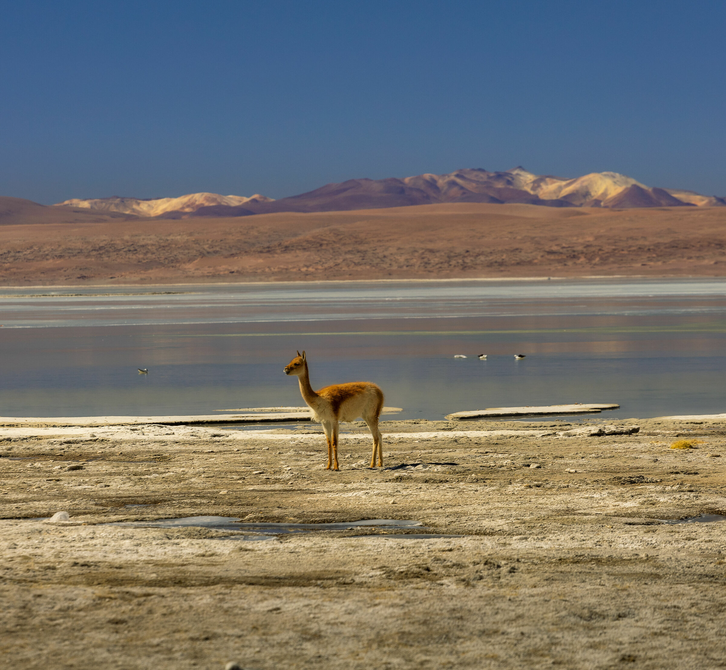 vicuna