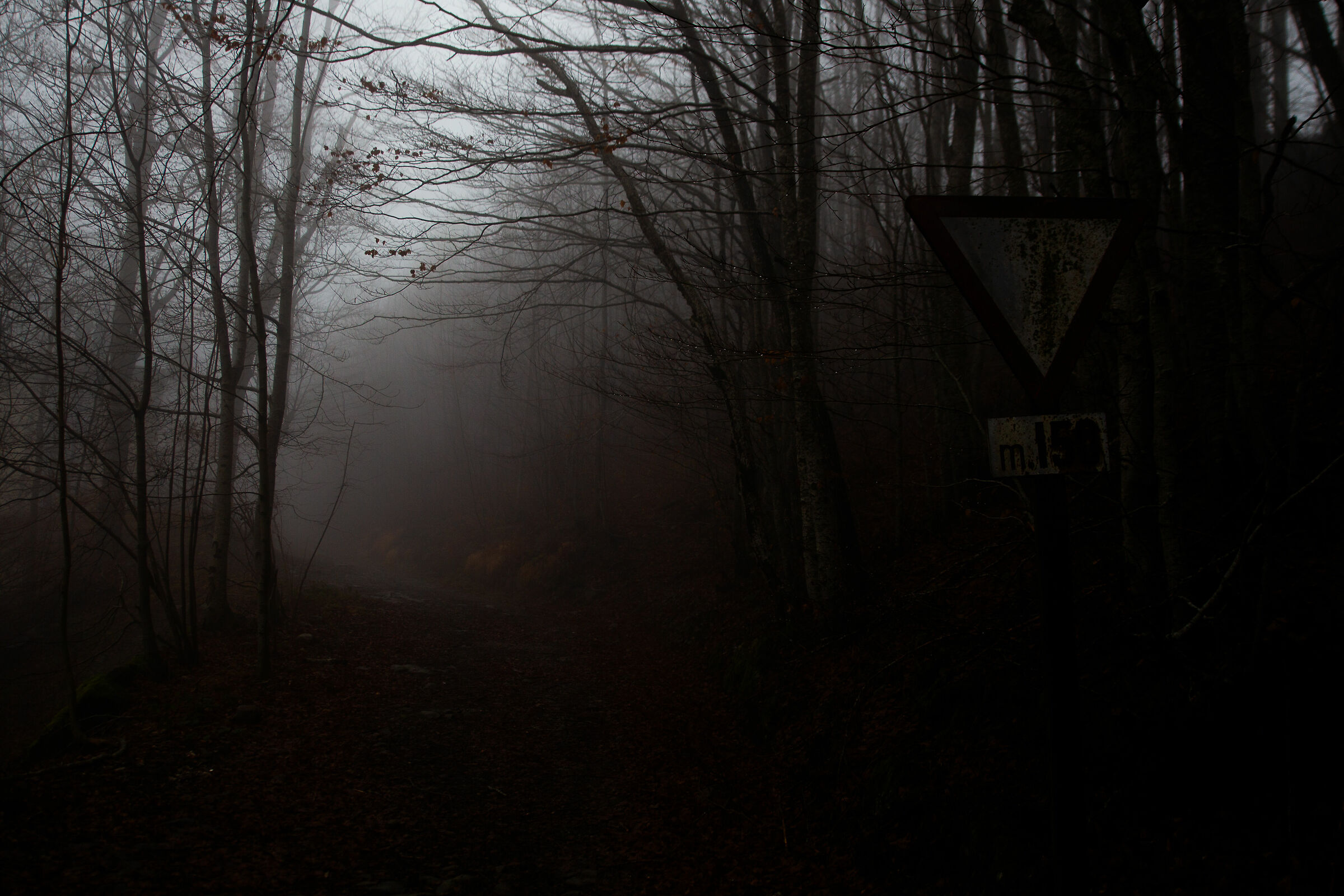 Nei boschi di Fiumalbo, con la nebbia!