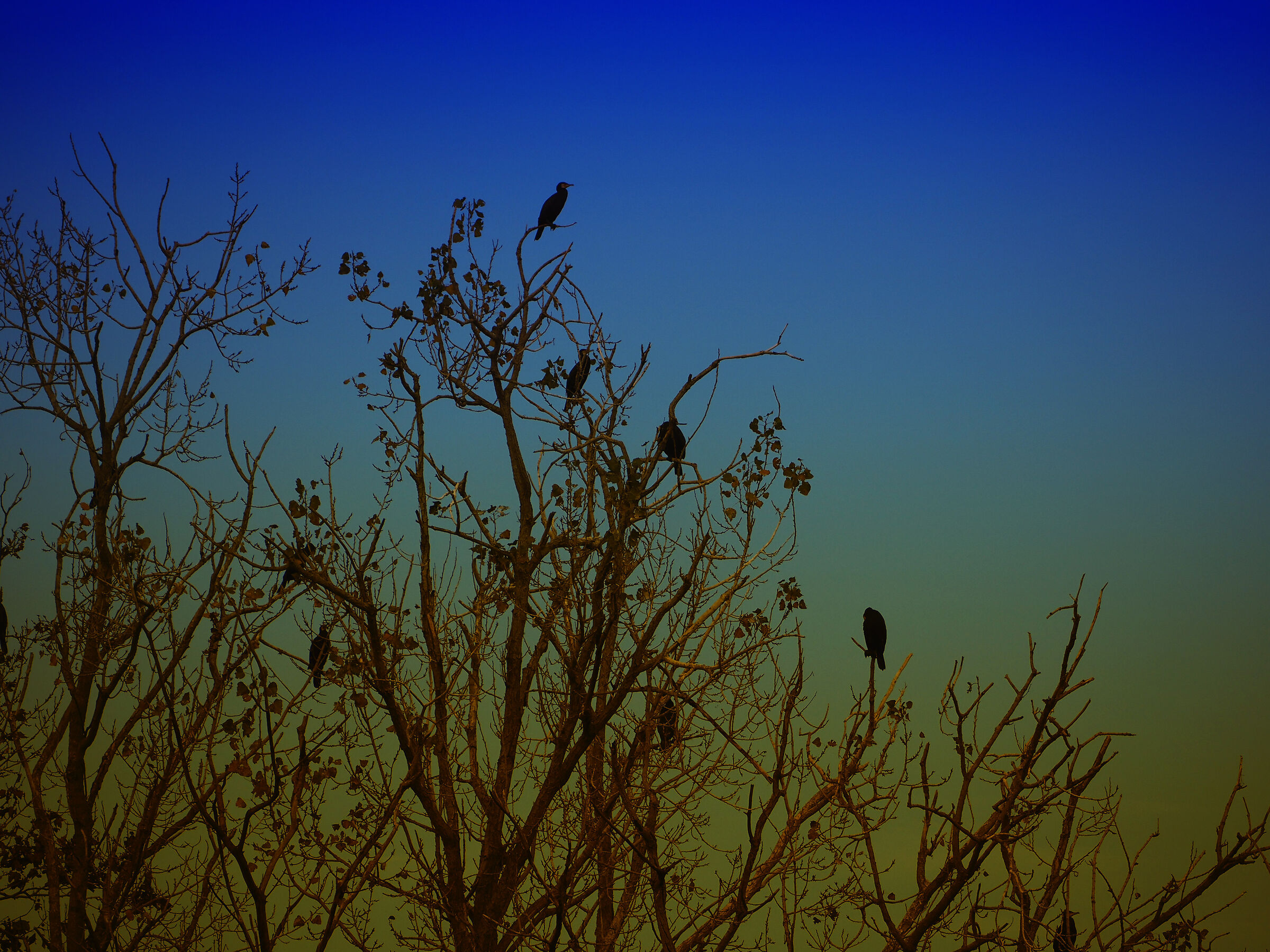 Cormorani su albero