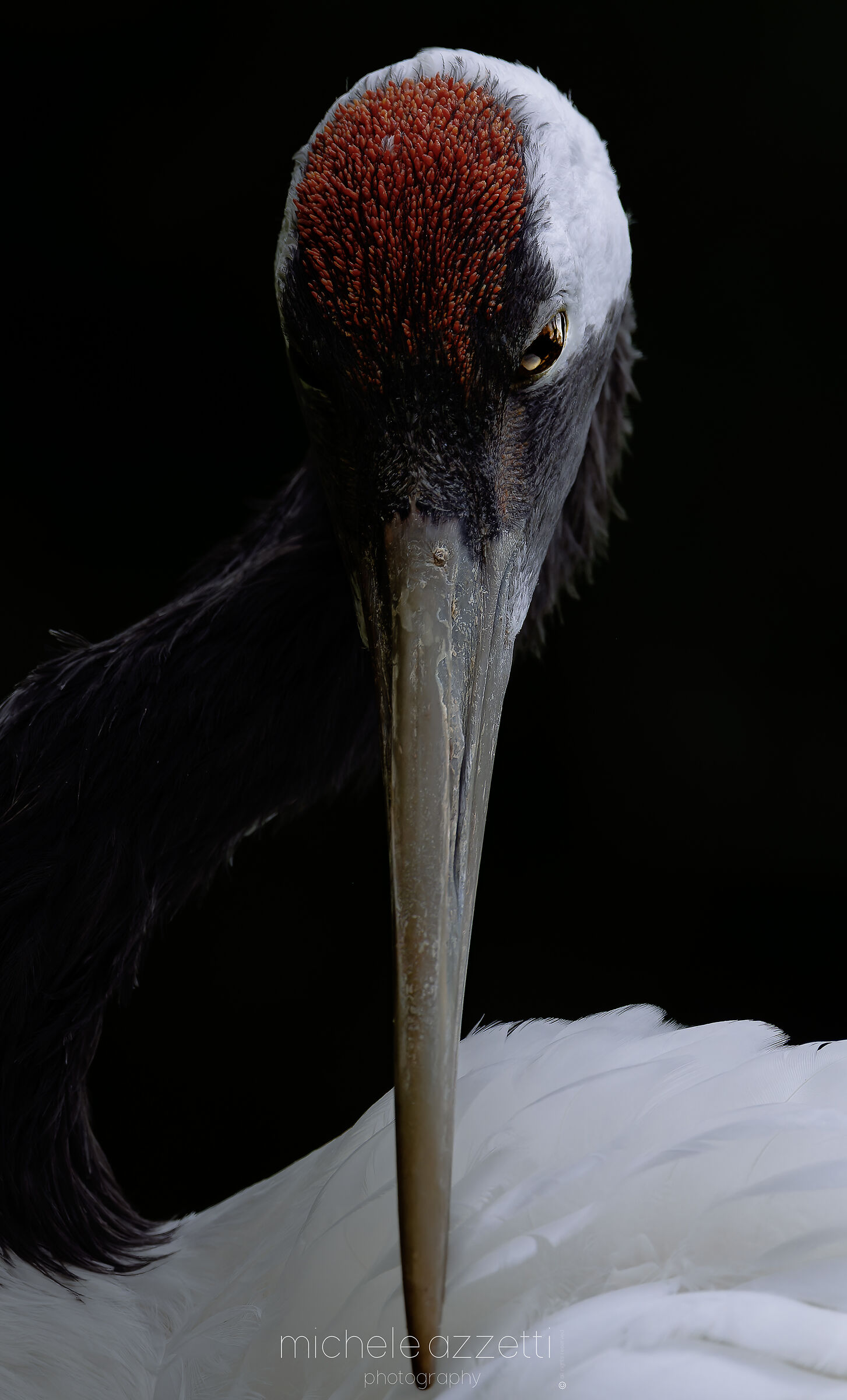 Manchurian cranes