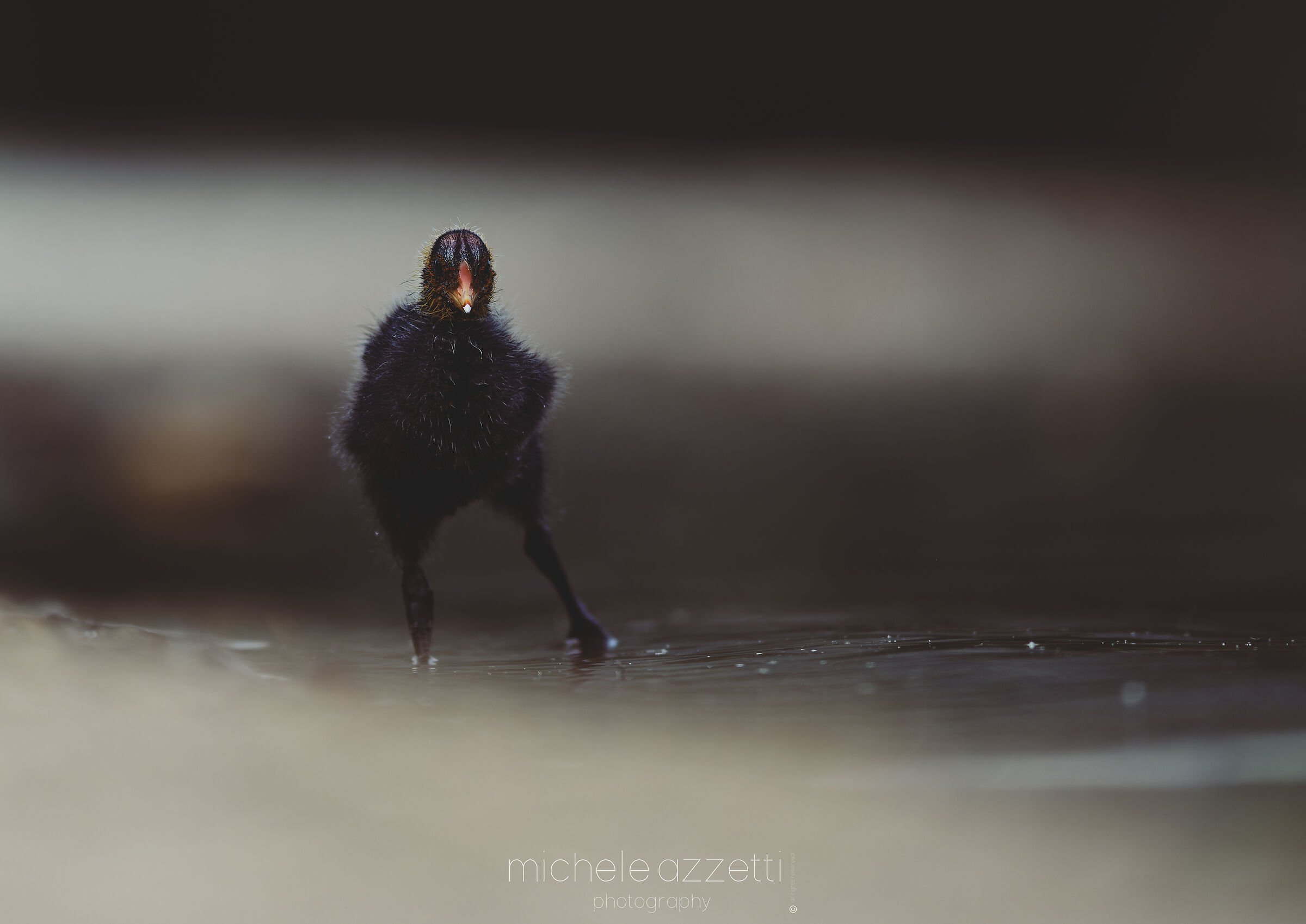 Coot pullet