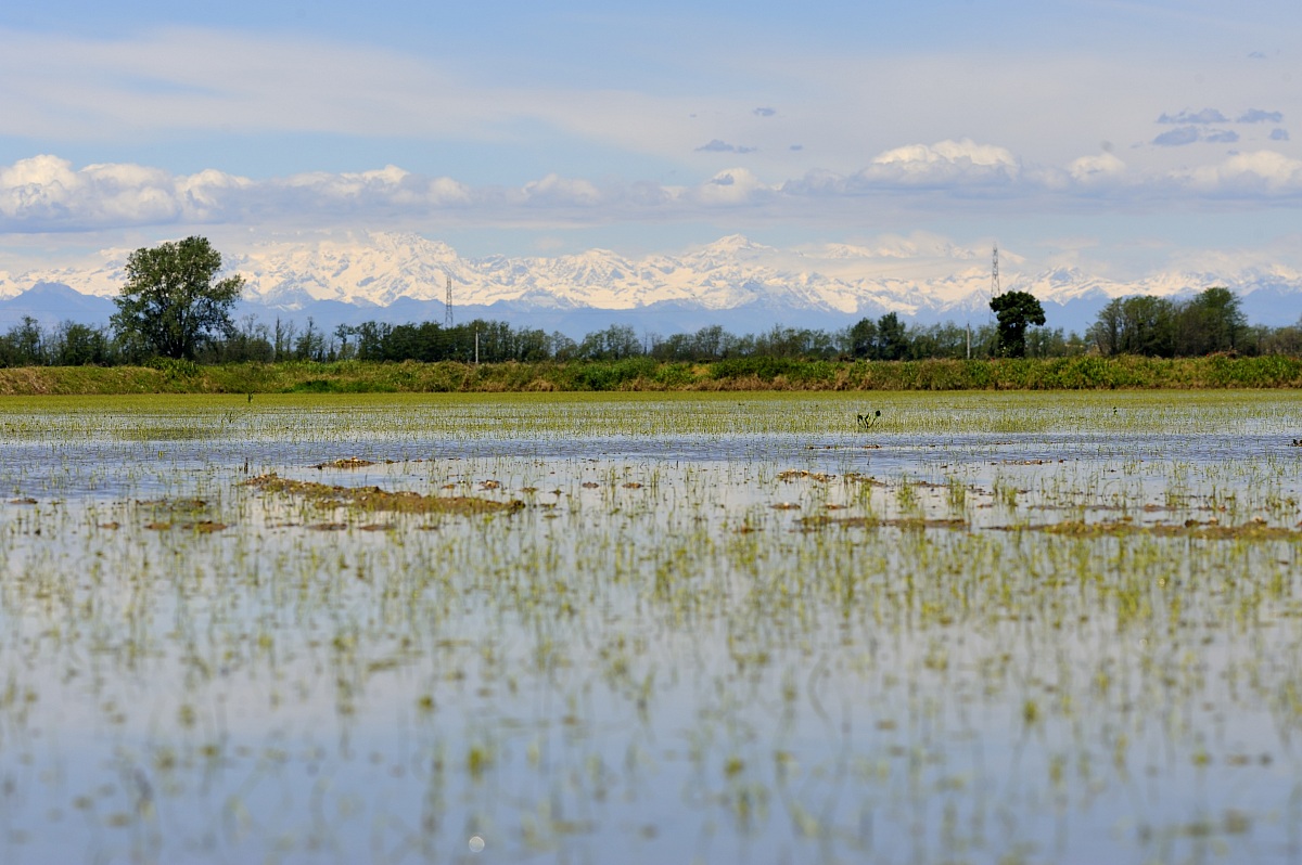 Dalle parti di Vigevano
