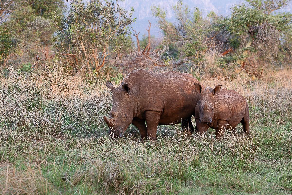 Rhinoceros with offspring