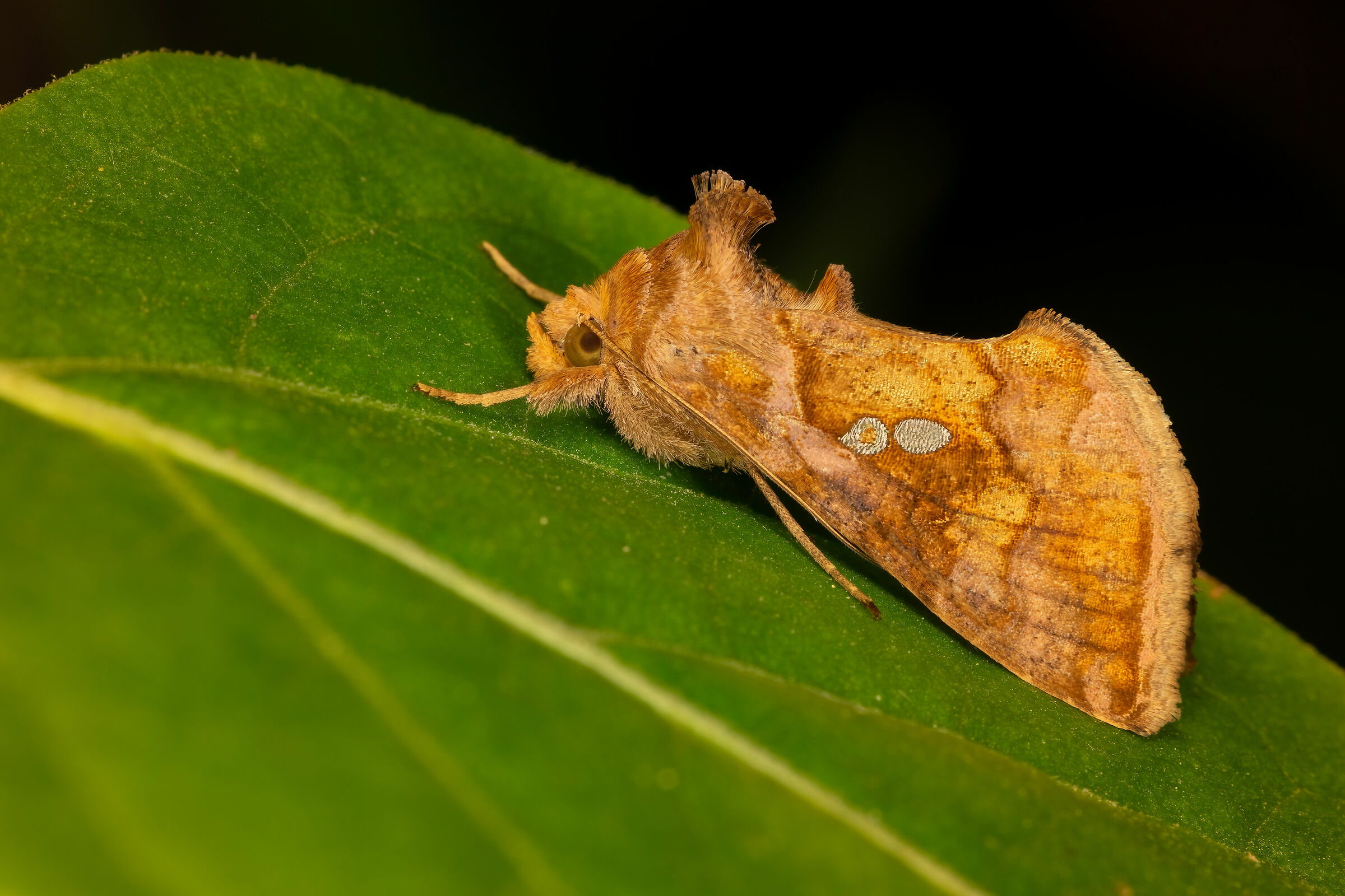 Chrysodeixis chalcites